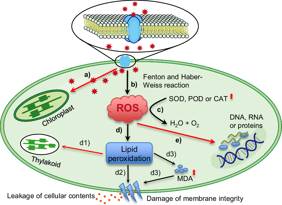 Fig. 4: Algicidal mechanisms involved in oxidative stress.