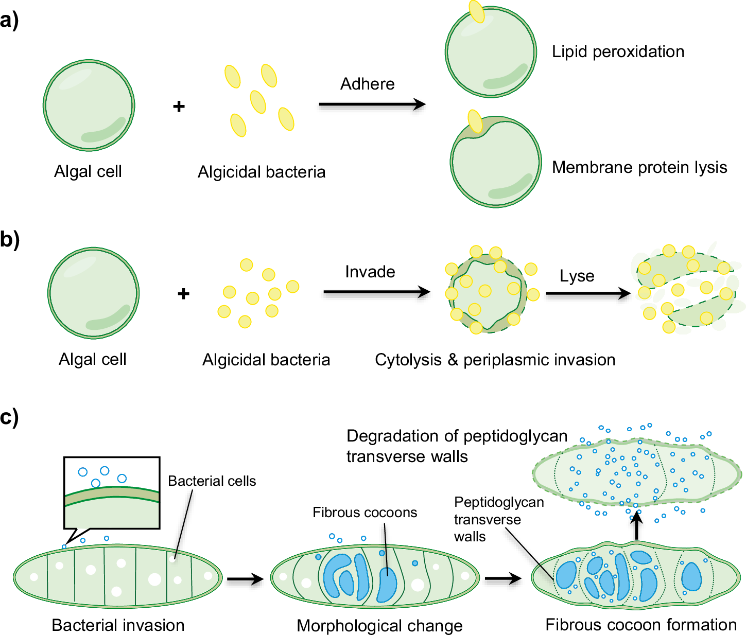 Fig. 6: Modes of algicidal action through cell predation.
