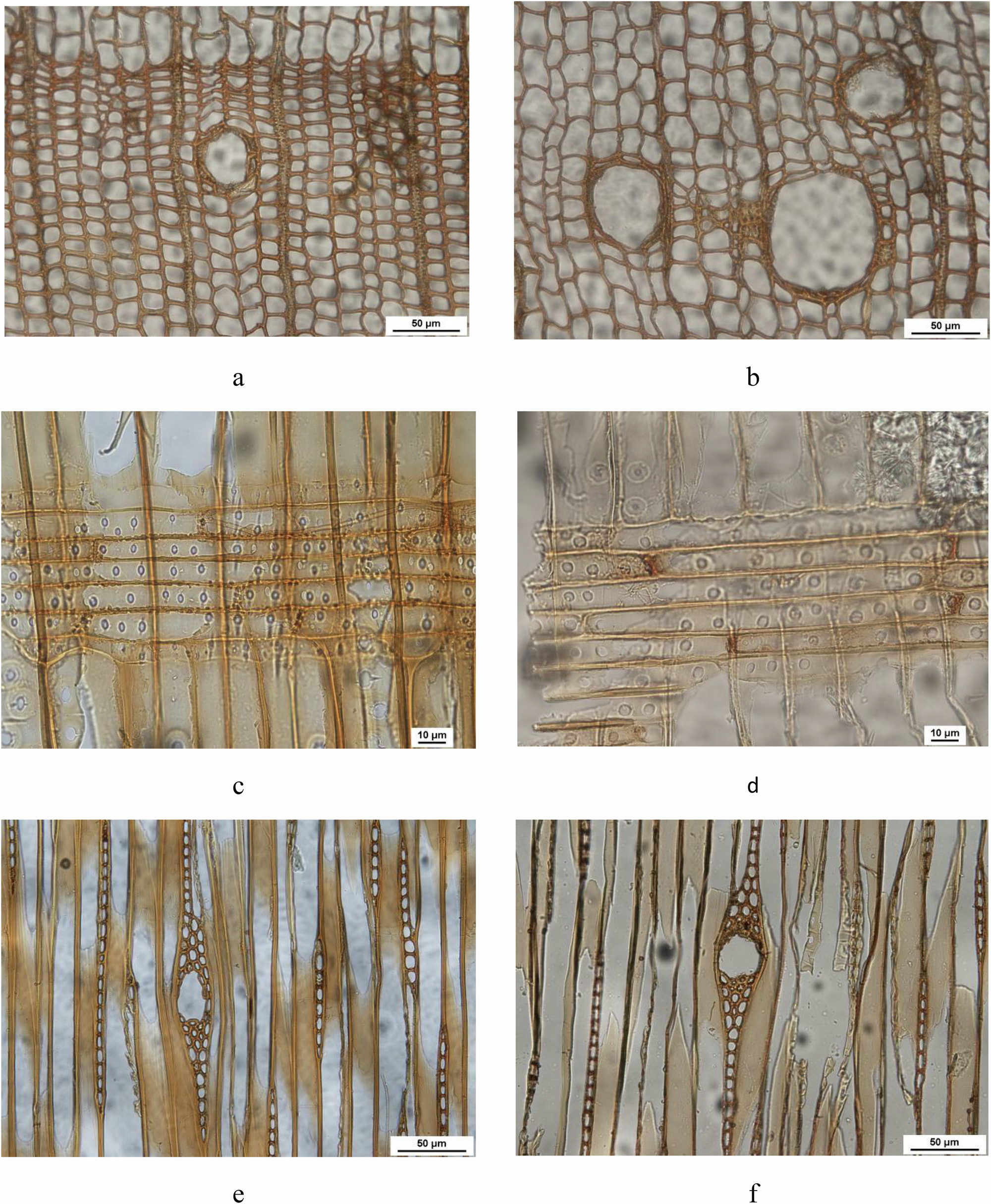 Fig. 2: Anatomical structure of Group I wood.