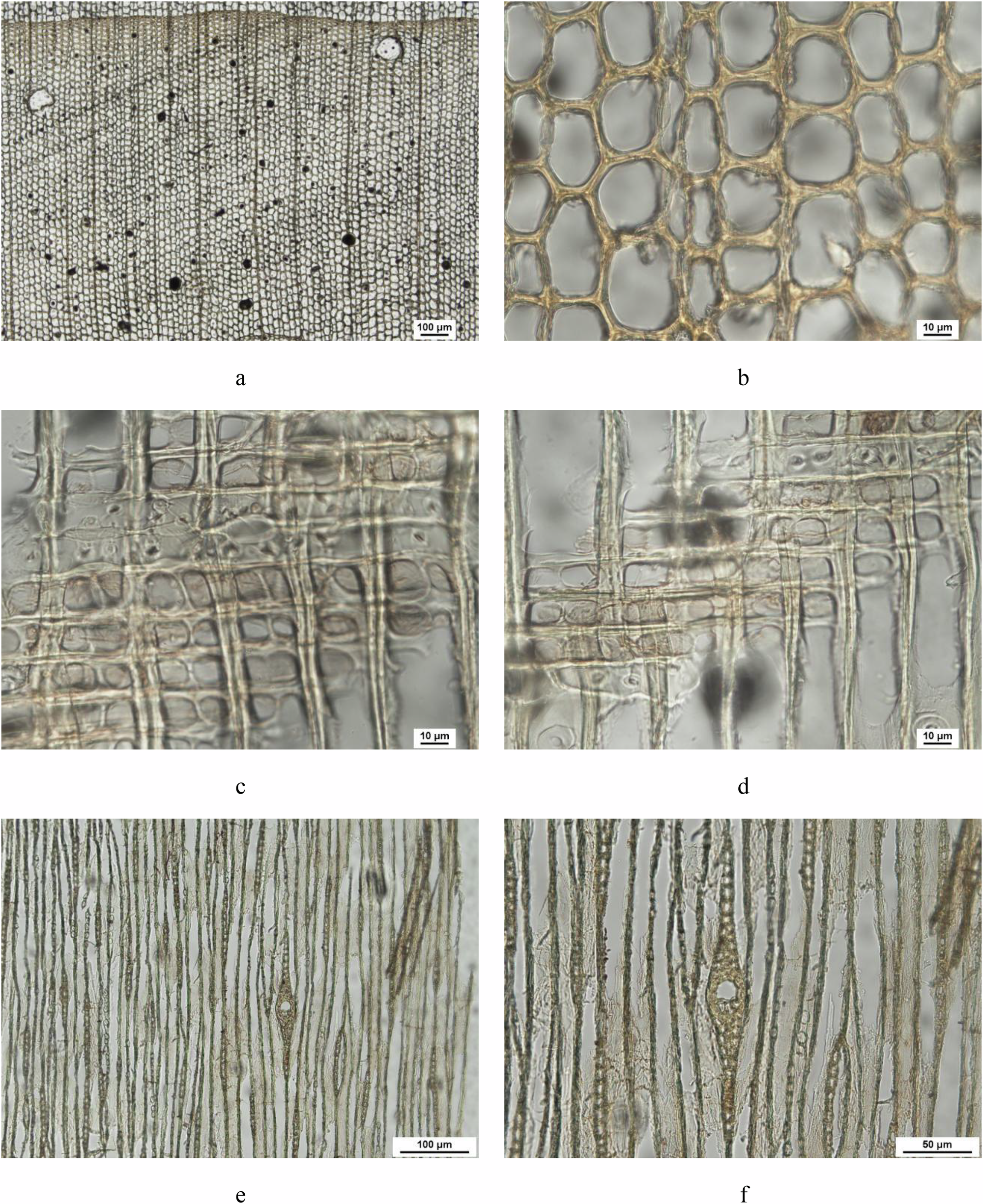 Fig. 3: Anatomical structure of Group II wood.
