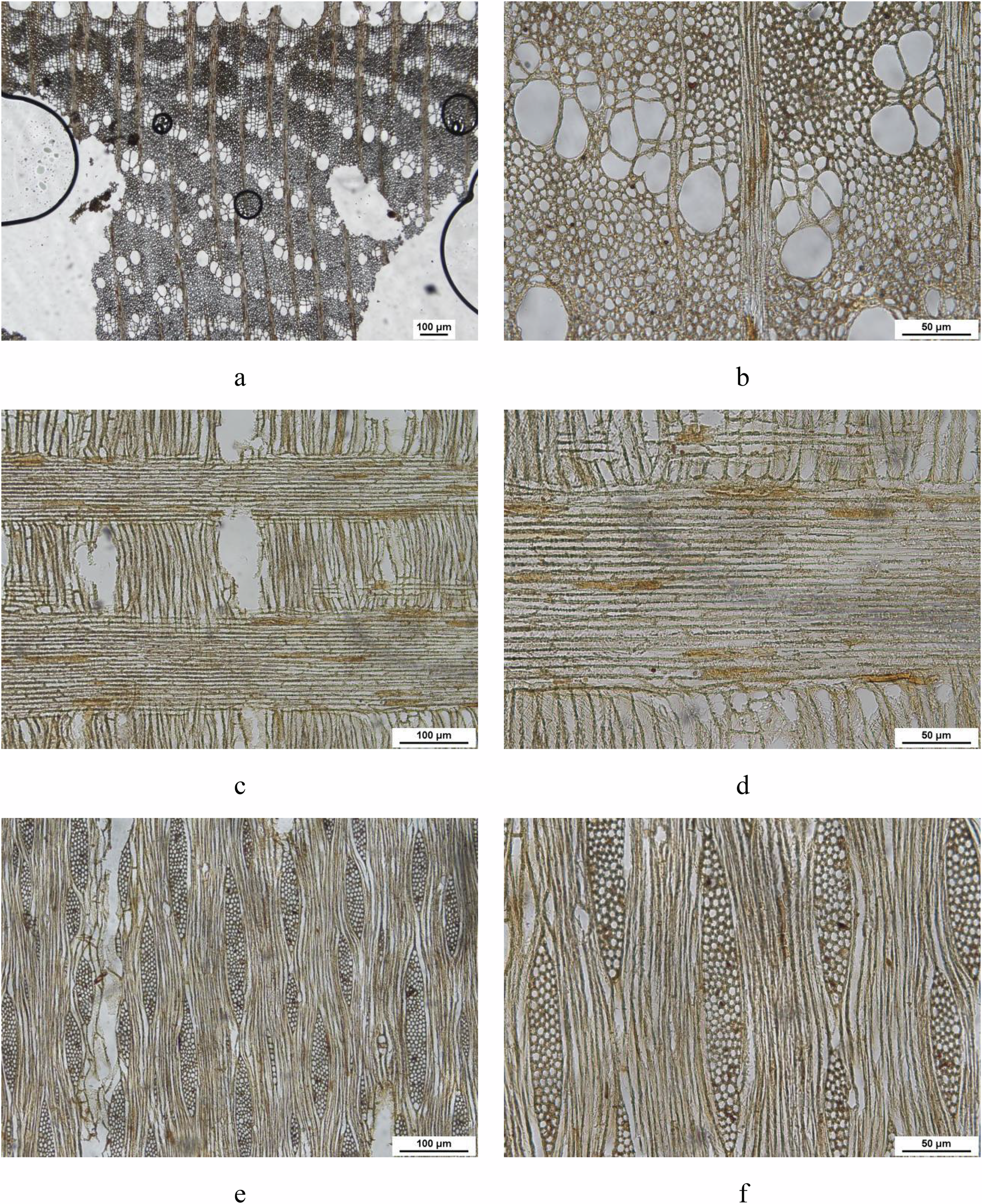 Fig. 6: Anatomical structure of Group V wood.