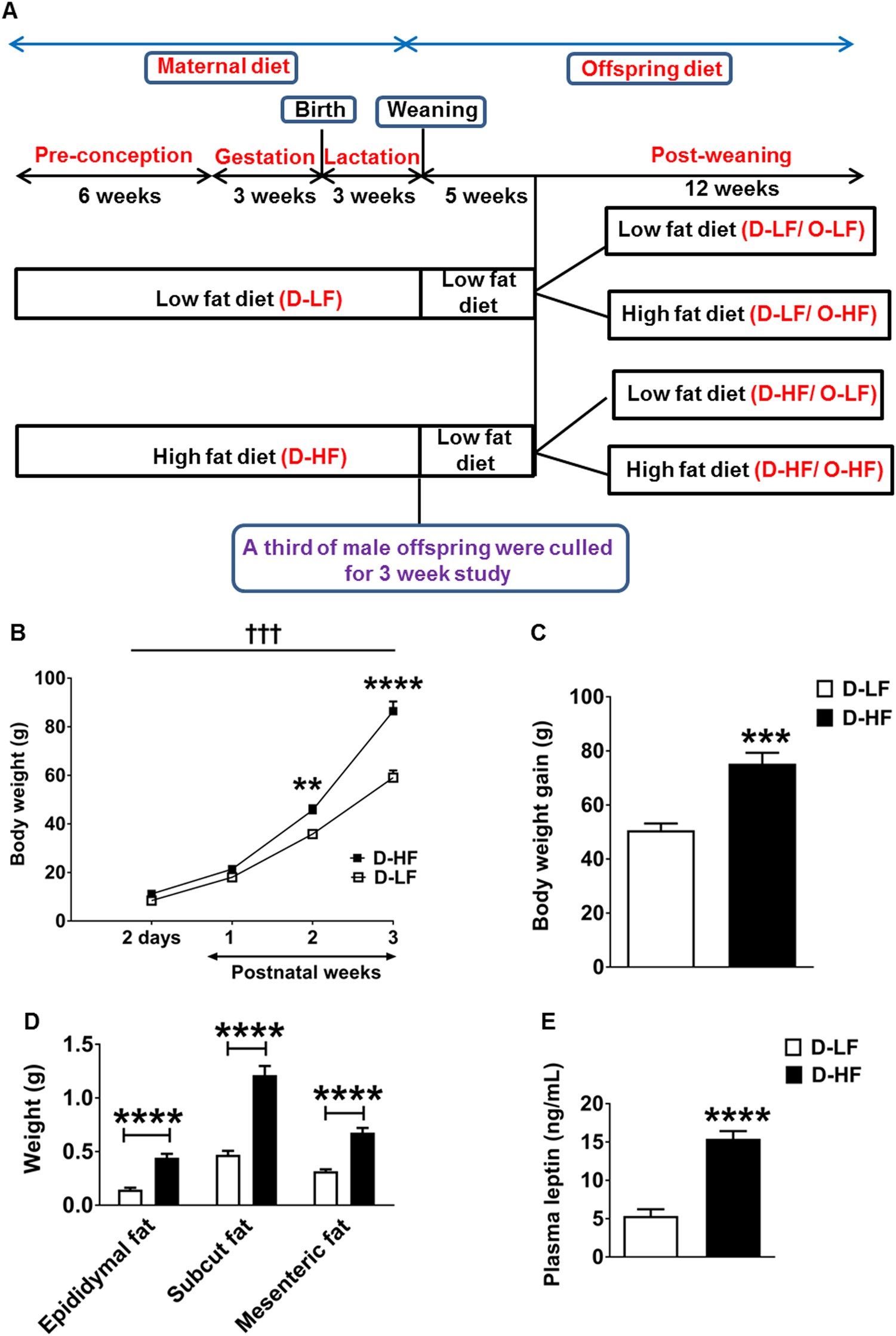 Another Study Implicates Maternal >> Maternal Overnutrition Programs Epigenetic Changes In The Another Study Implicates Maternal >> Maternal Overnutrition Programs Epigenetic Changes In The