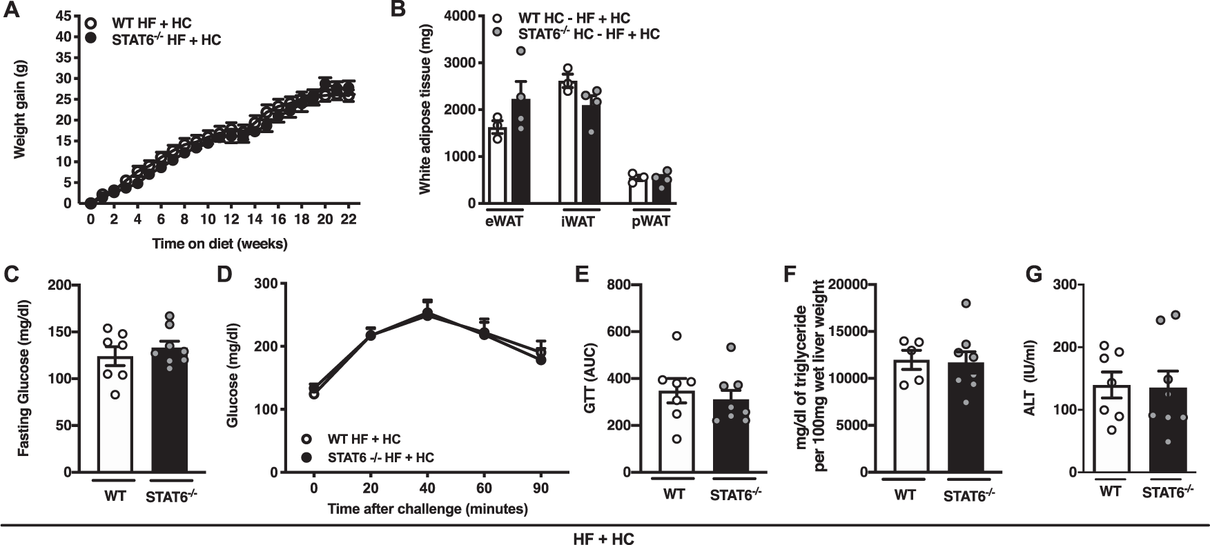 Fig. 5: STAT6 does not contribute to combined high-fat and high carbohydrate diet-driven obesity and metabolic sequelae.