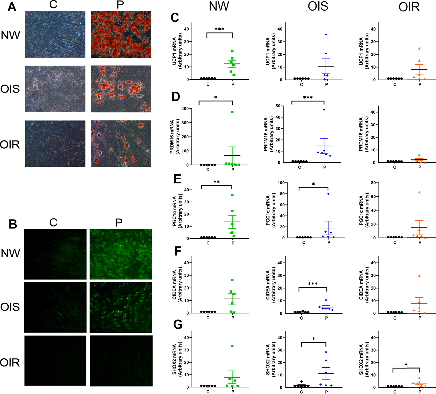 The Capacity Of Differentiation Of Stromal Vascular Fraction Cells Into Beige Adipocytes Is Markedly Reduced In Subjects With Overweight Obesity And Insulin Resistance Effect Of Genistein International Journal Of Obesity