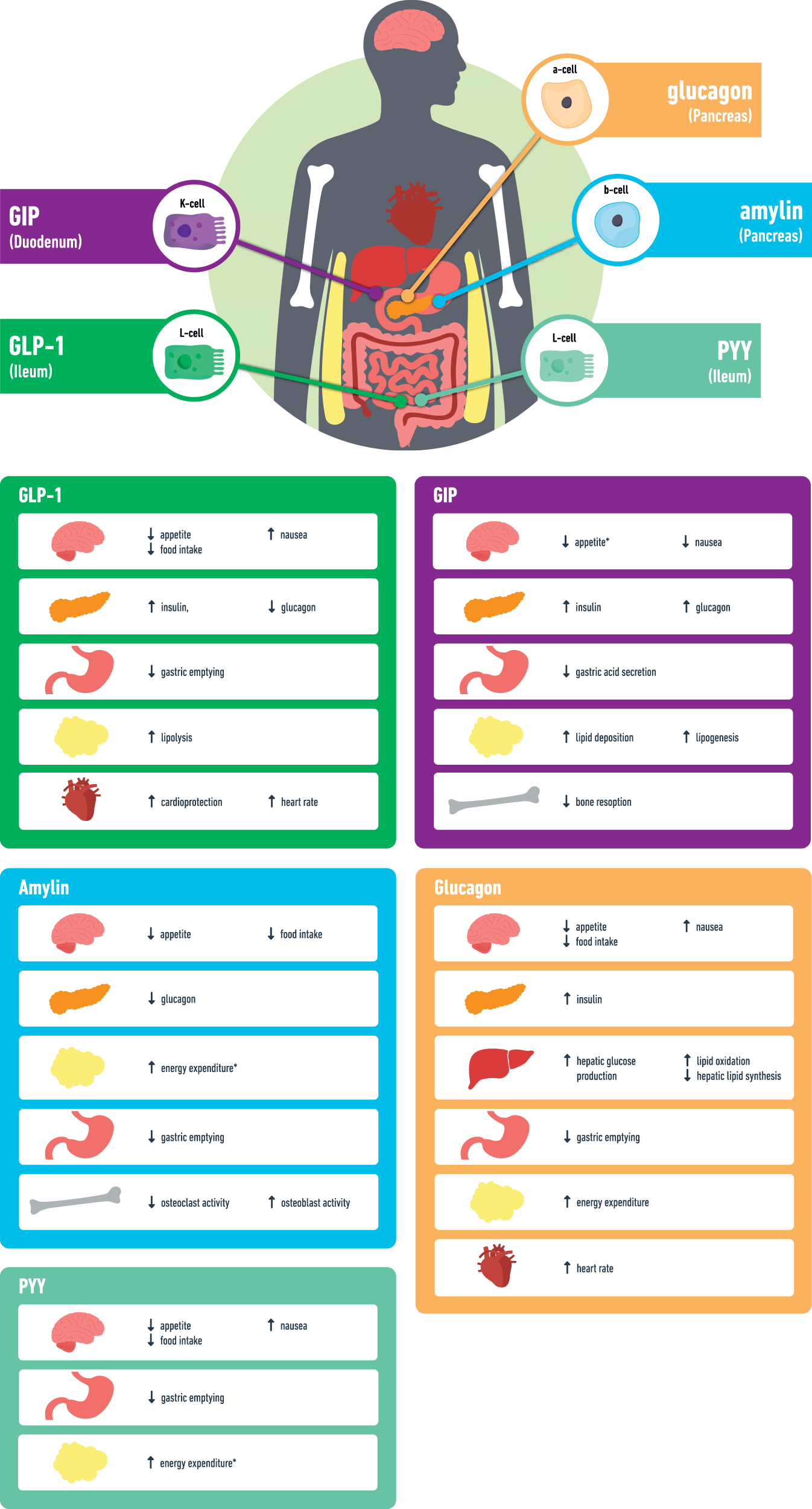 future of glp-1 drugs What is the pipeline for future medications for obesity?