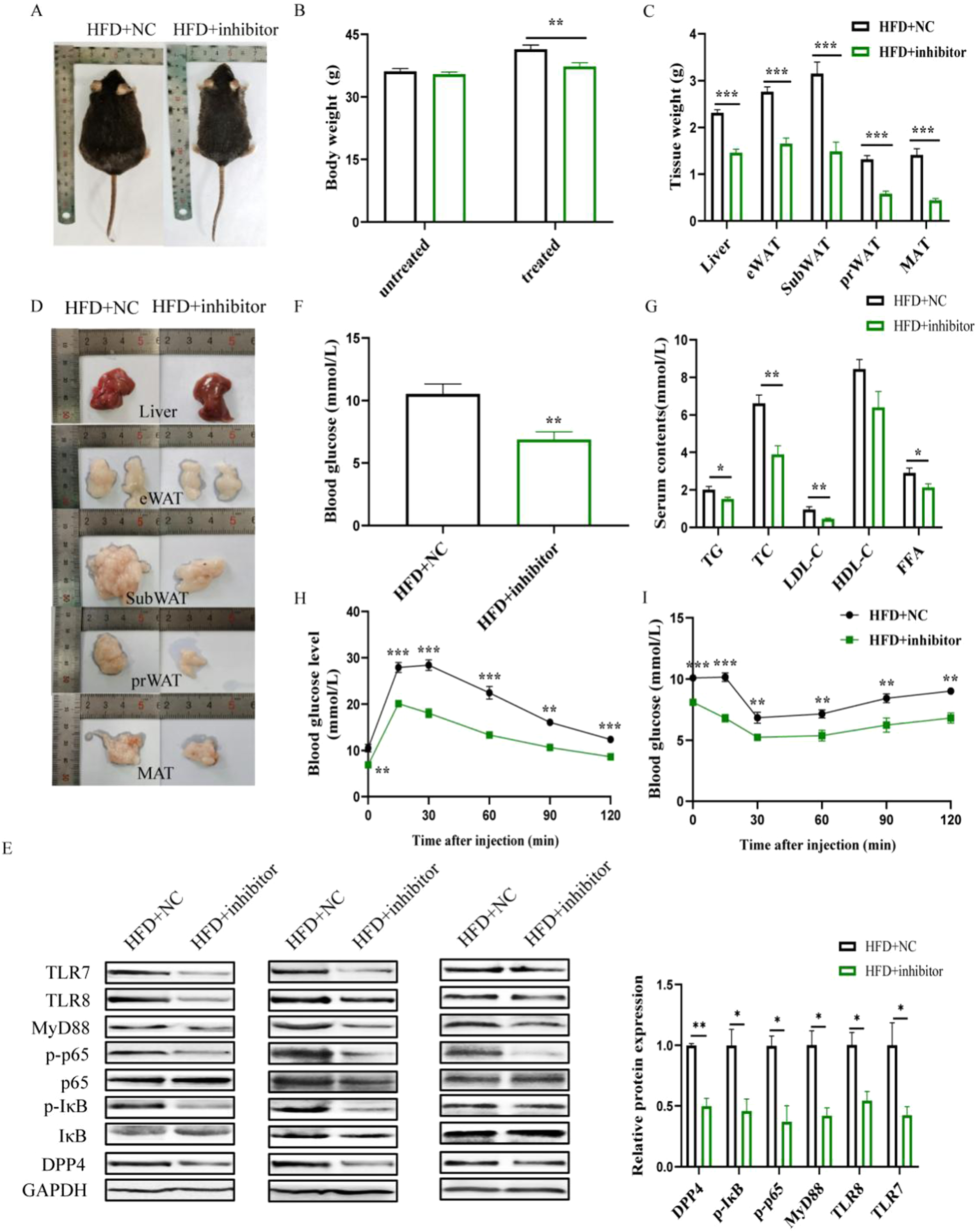 Fig. 3: miR-548ag inhibitor down-regulates TLR7/8, NF-κB pathway key proteins and DPP4 expression in liver tissues of obese mice.
