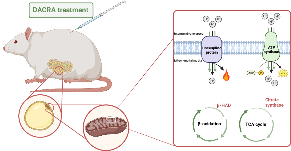 DACRA induces profound weight loss, satiety control, and increased mitochondrial respiratory capacity in adipose tissue