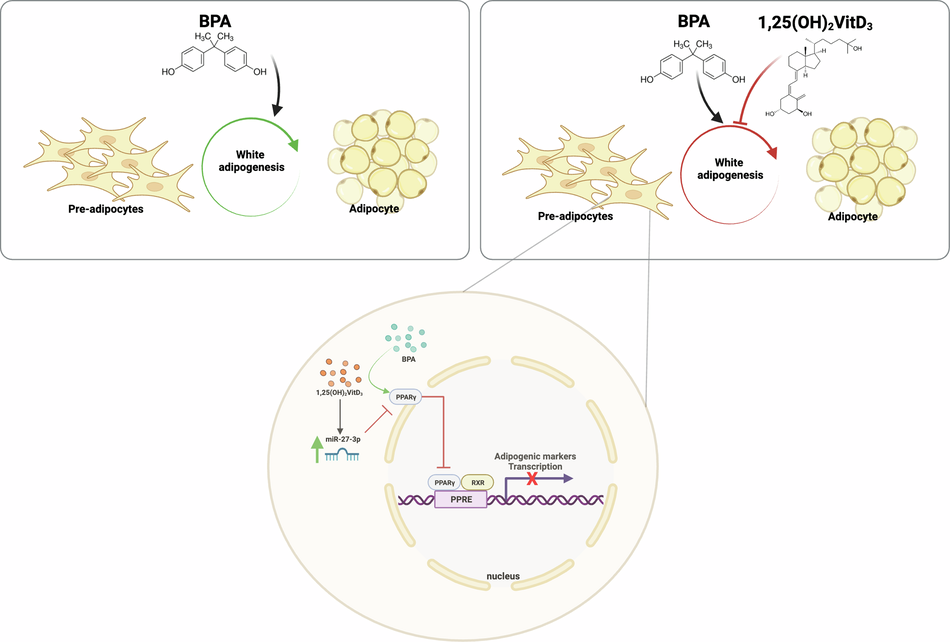 aod9604 inhibits lipogenesis in adipocytes 1,25‑Dihydroxyvitamin D3 mitigates the adipogenesis induced by bisphenol A  in 3T3-L1 and hAMSC through miR-27-3p regulation