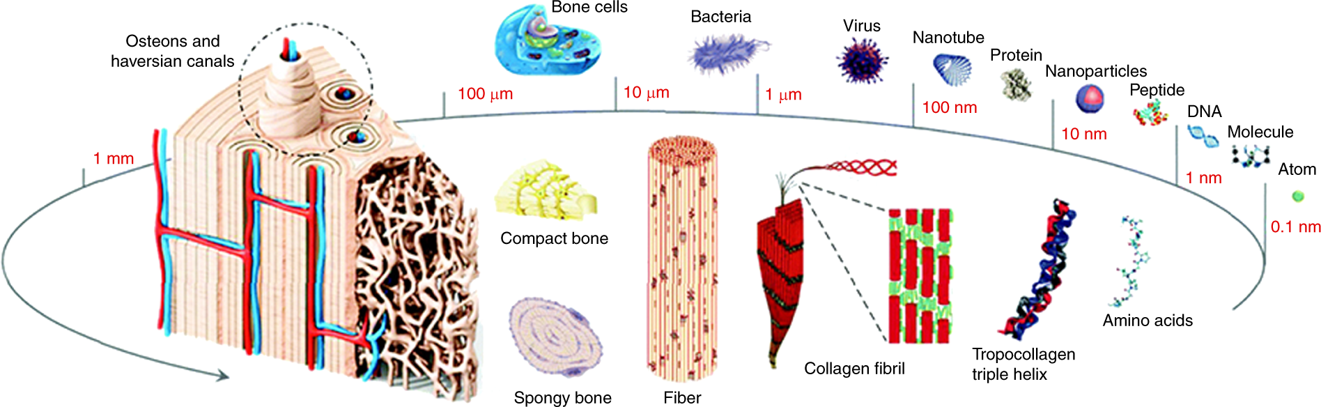 Comparison of Scale: Macro, Micro, Nano 