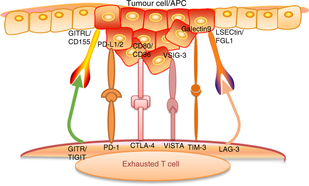 Immune Checkpoint Pathways In Immunotherapy For Head And Neck Squamous Cell Carcinoma International Journal Of Oral Science