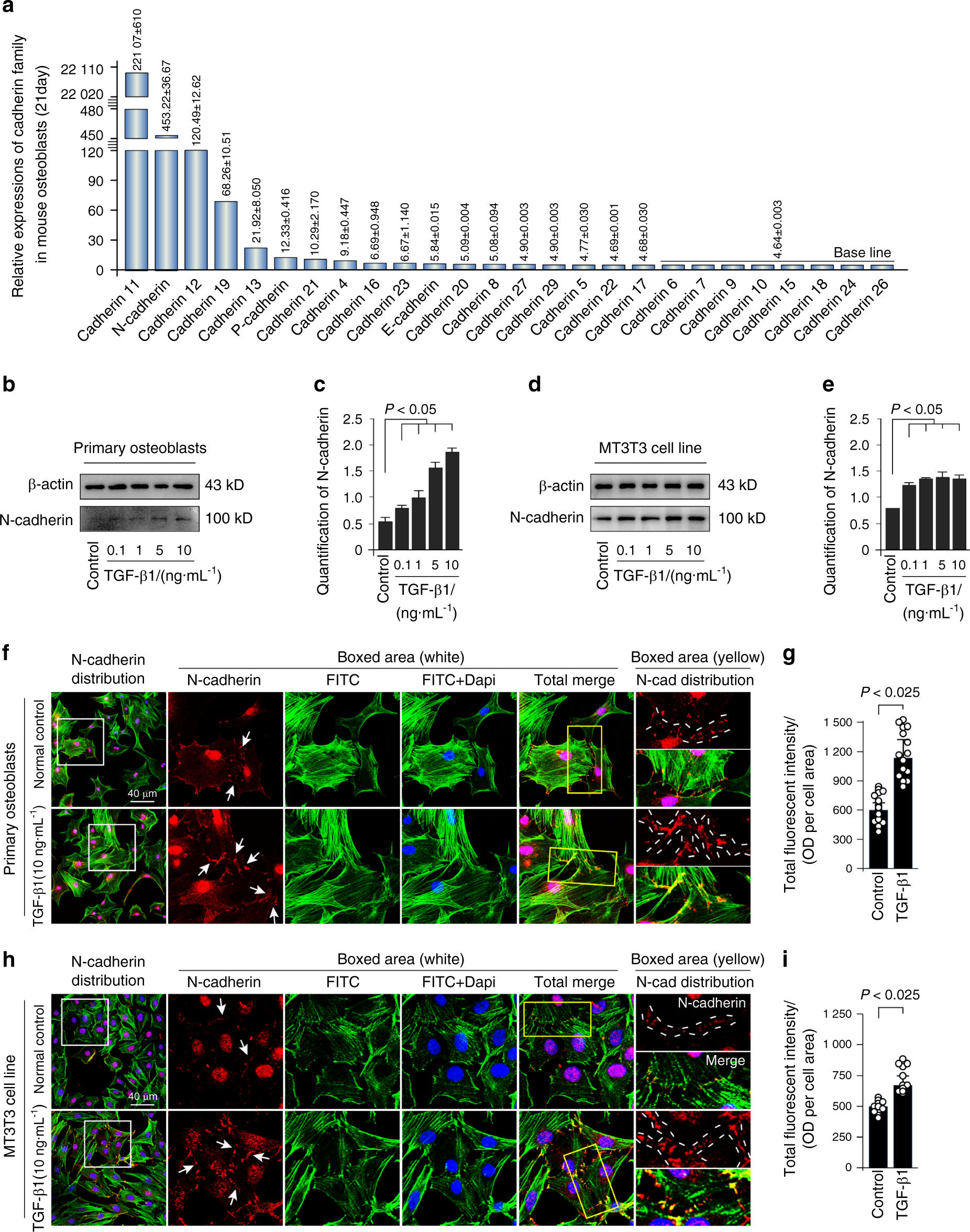 Substrate Compliance Directs the Osteogenic Lineages of Stem Cells from the  Human Apical Papilla via the Processes of Mechanosensing and  Mechanotransduction