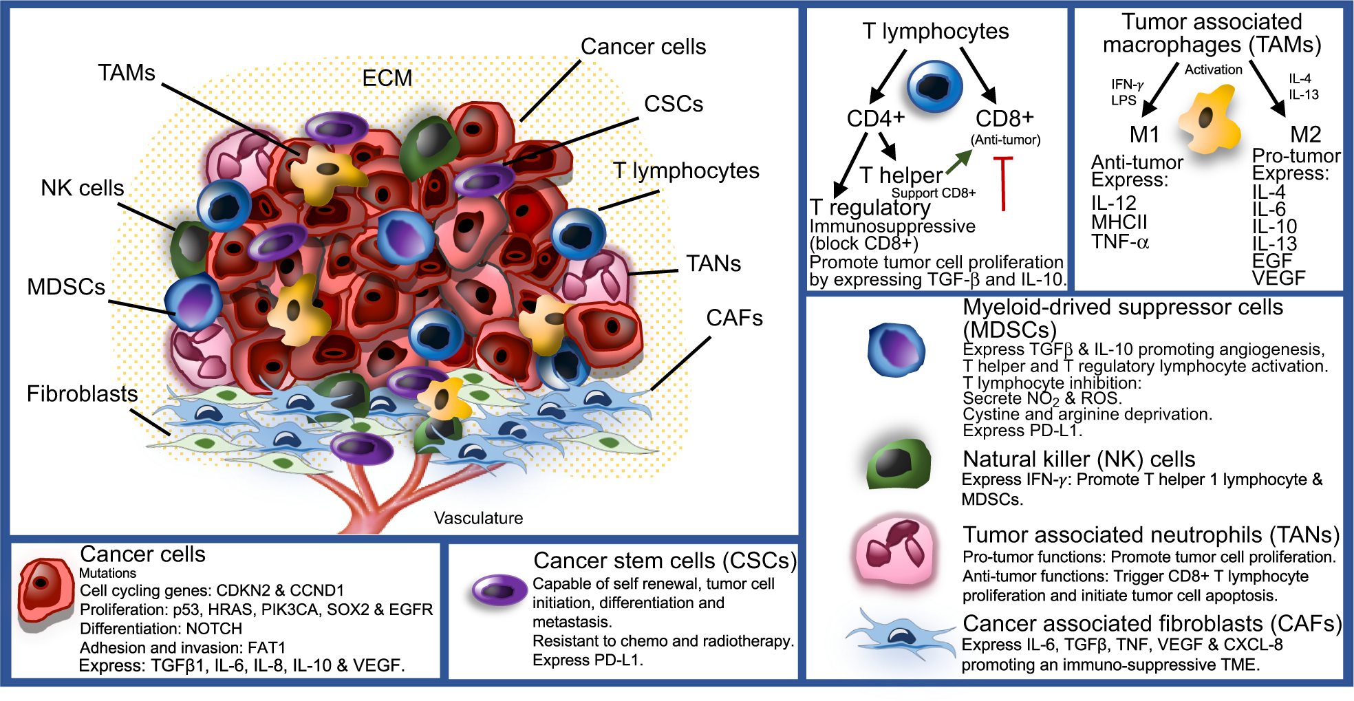 Tumor microenvironment and immune evasion in head and neck squamous cell  carcinoma | International Journal of Oral Science