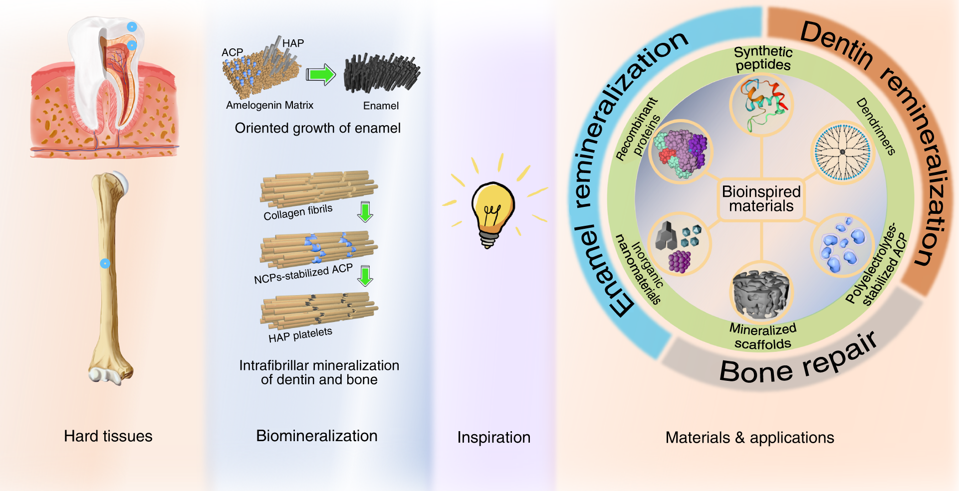Advances in biomineralization-inspired materials for hard tissue 