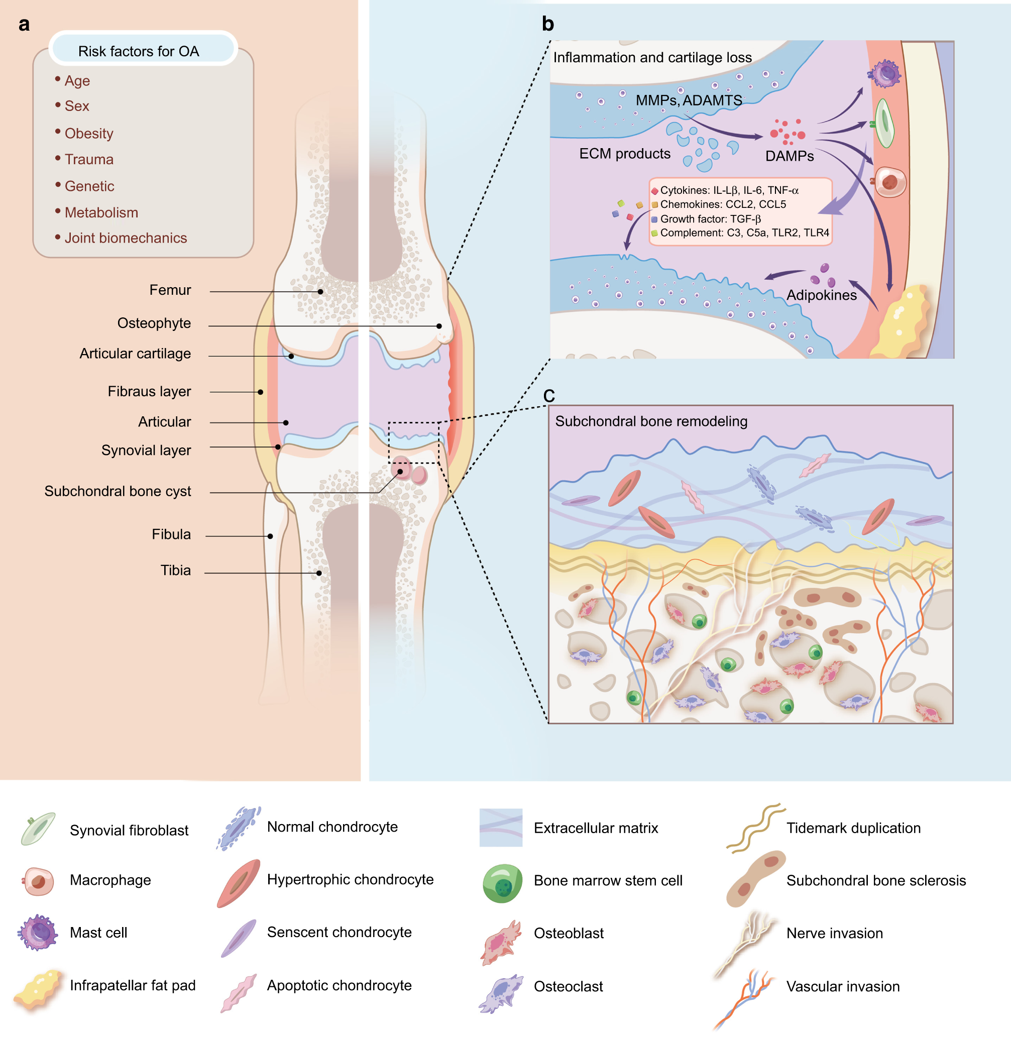 Exosomes rewire the cartilage microenvironment in osteoarthritis from intercellular communication to therapeutic strategies International Journal of Oral Science image image