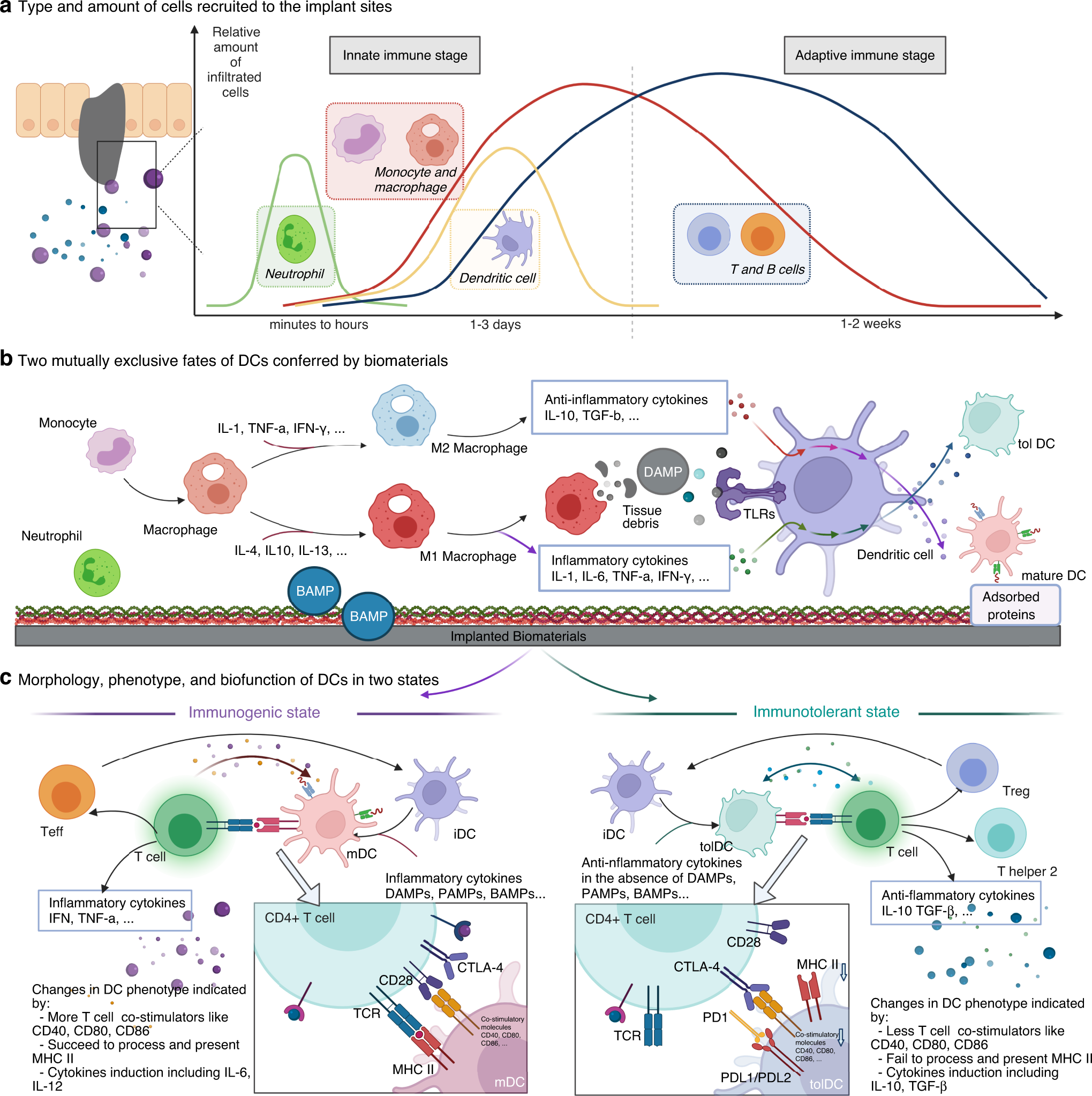 EDU - Module D: Adaptive Immunity - Cellular Response