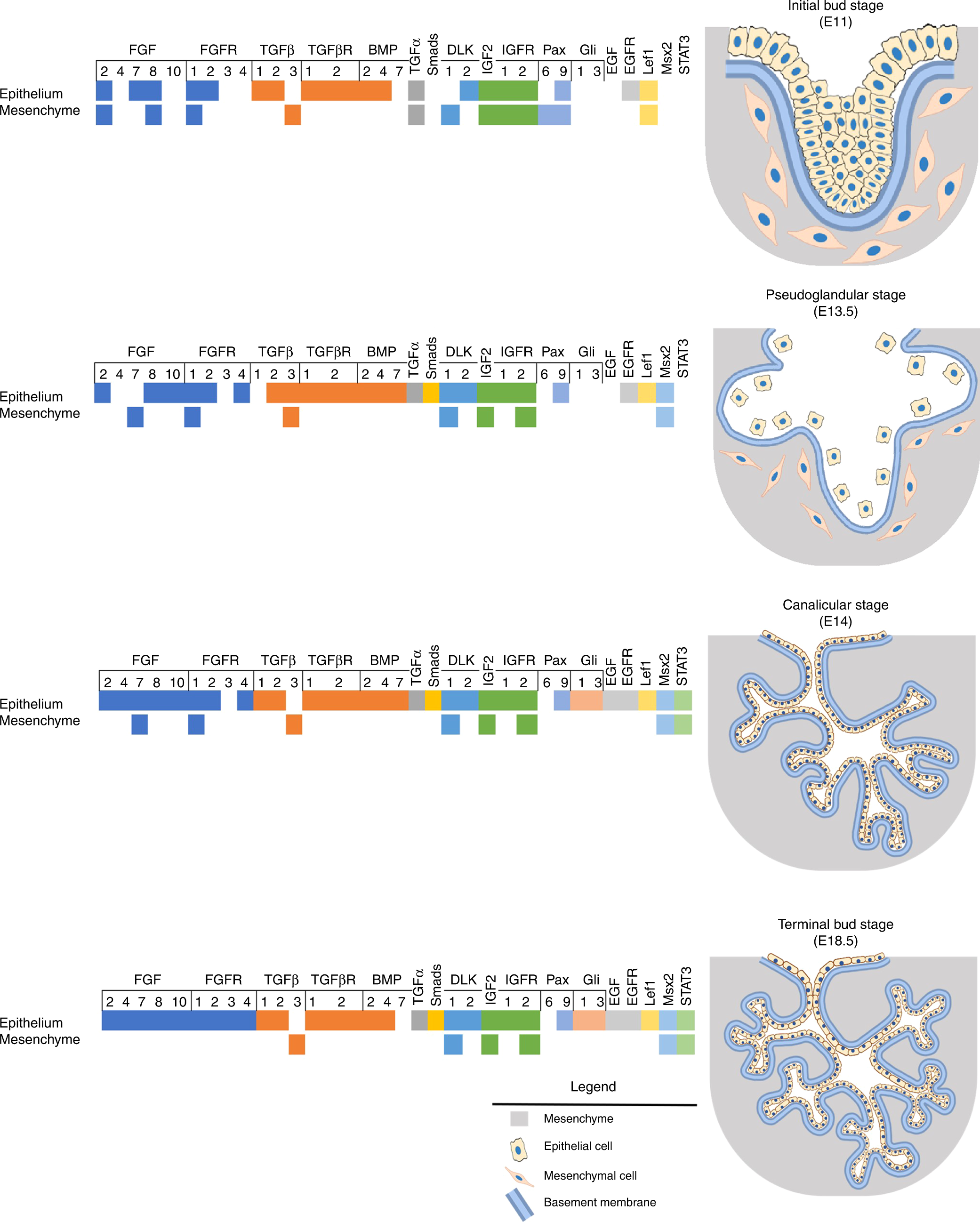 Salivary gland function, development, and regeneration