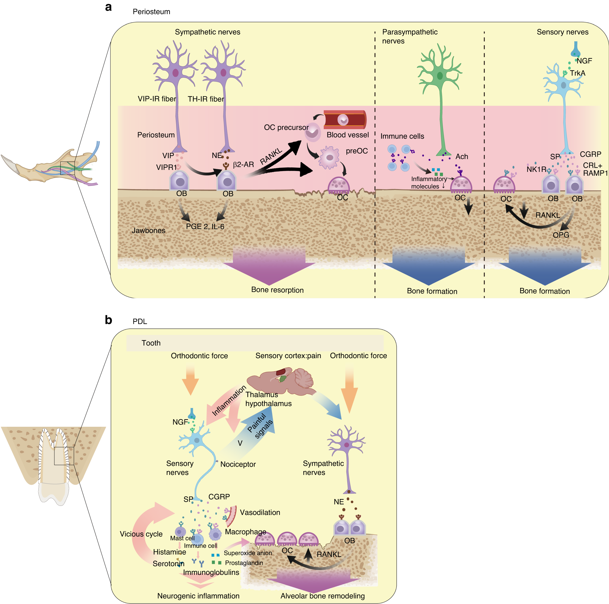 Mandibular Nerve, Formation, Course, Relations