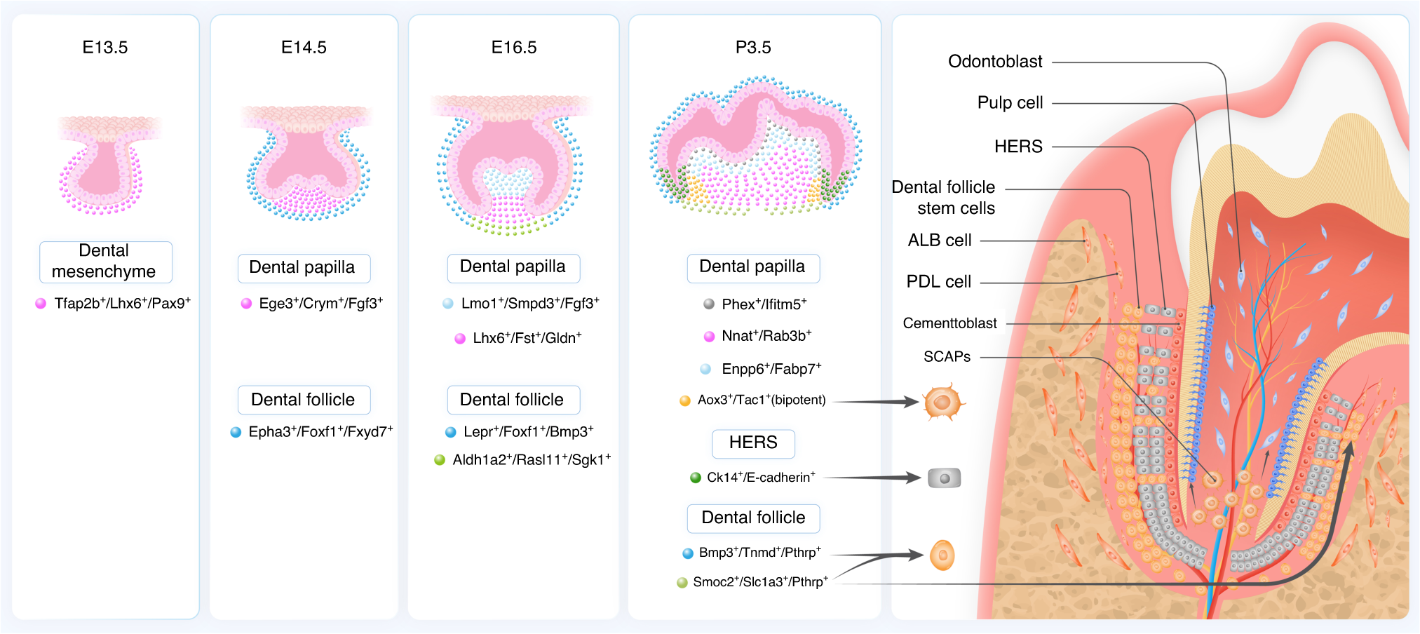 Mesenchymal condensation in tooth development and regeneration: a