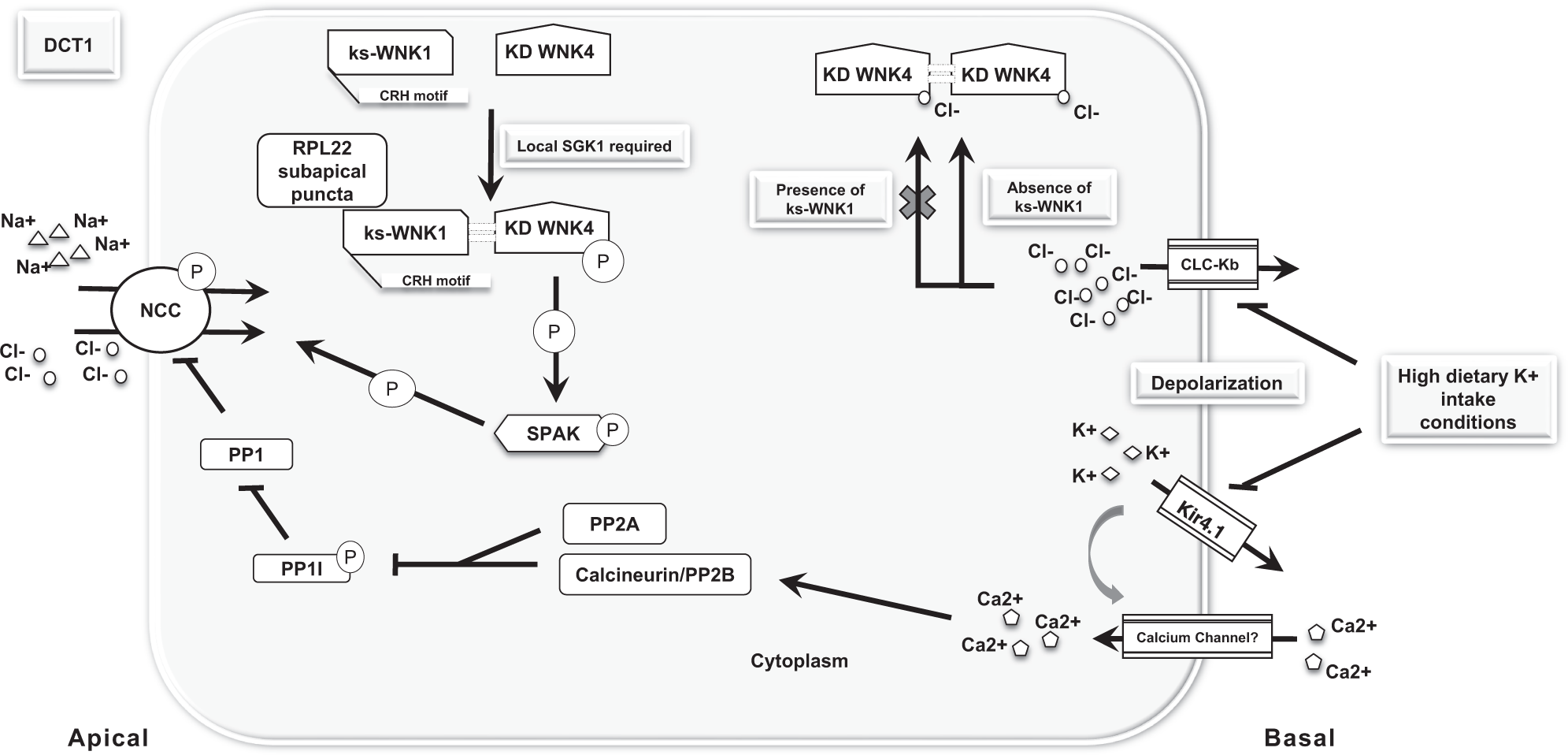 The interplay of renal potassium and sodium handling in blood pressure  regulation: critical role of the WNK-SPAK-NCC pathway | Journal of Human  Hypertension