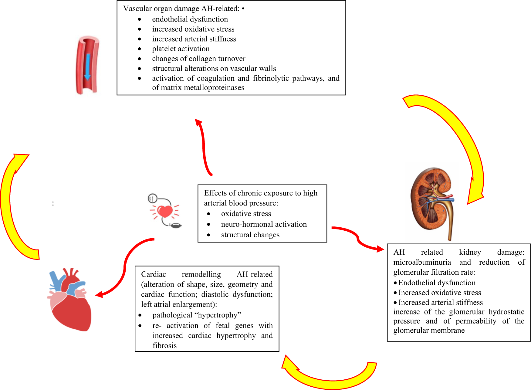 Increased Collagen Turnover Is a Feature of Fibromuscular