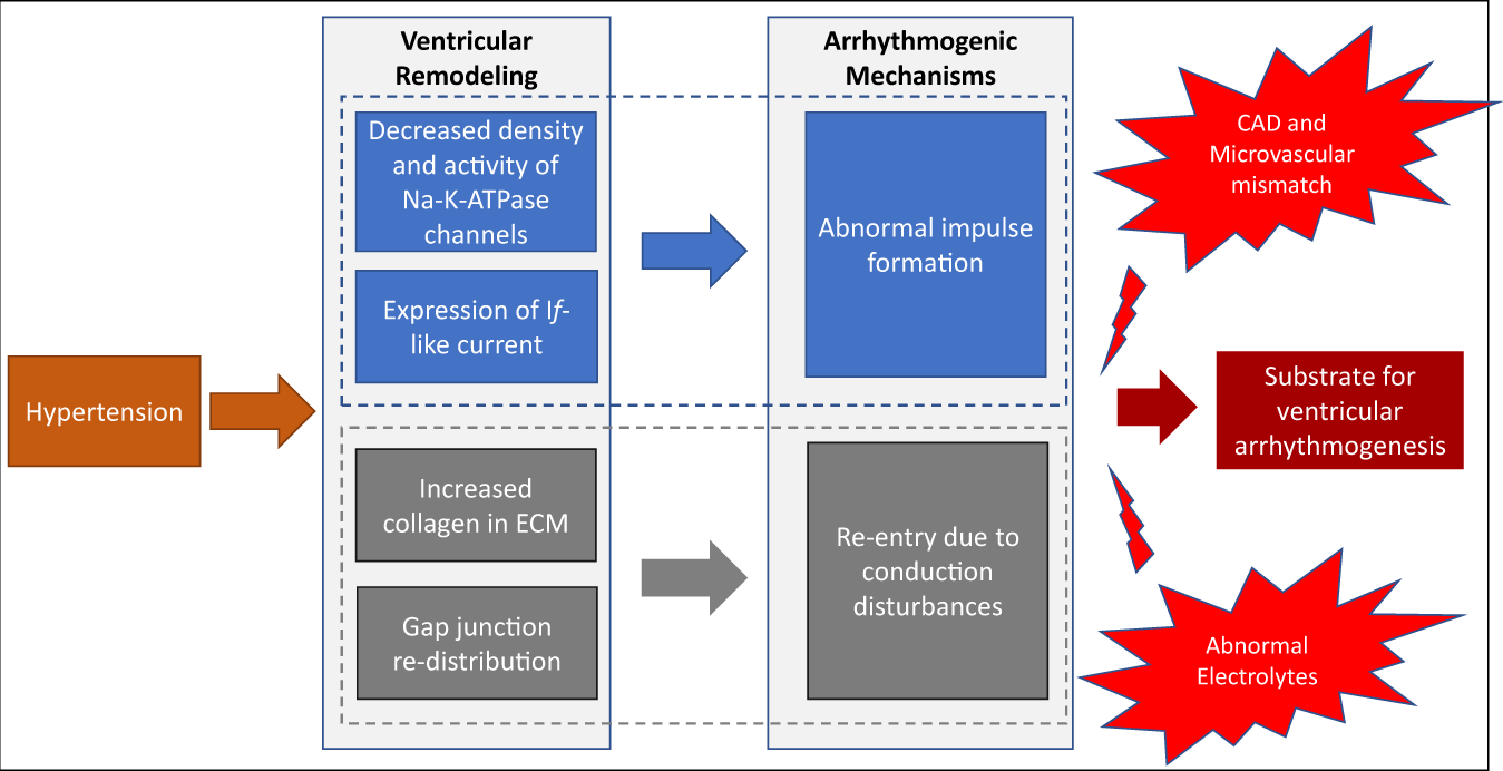 Left Ventricular Hypertrophy (LVH): Causes, Symptoms and Treatment