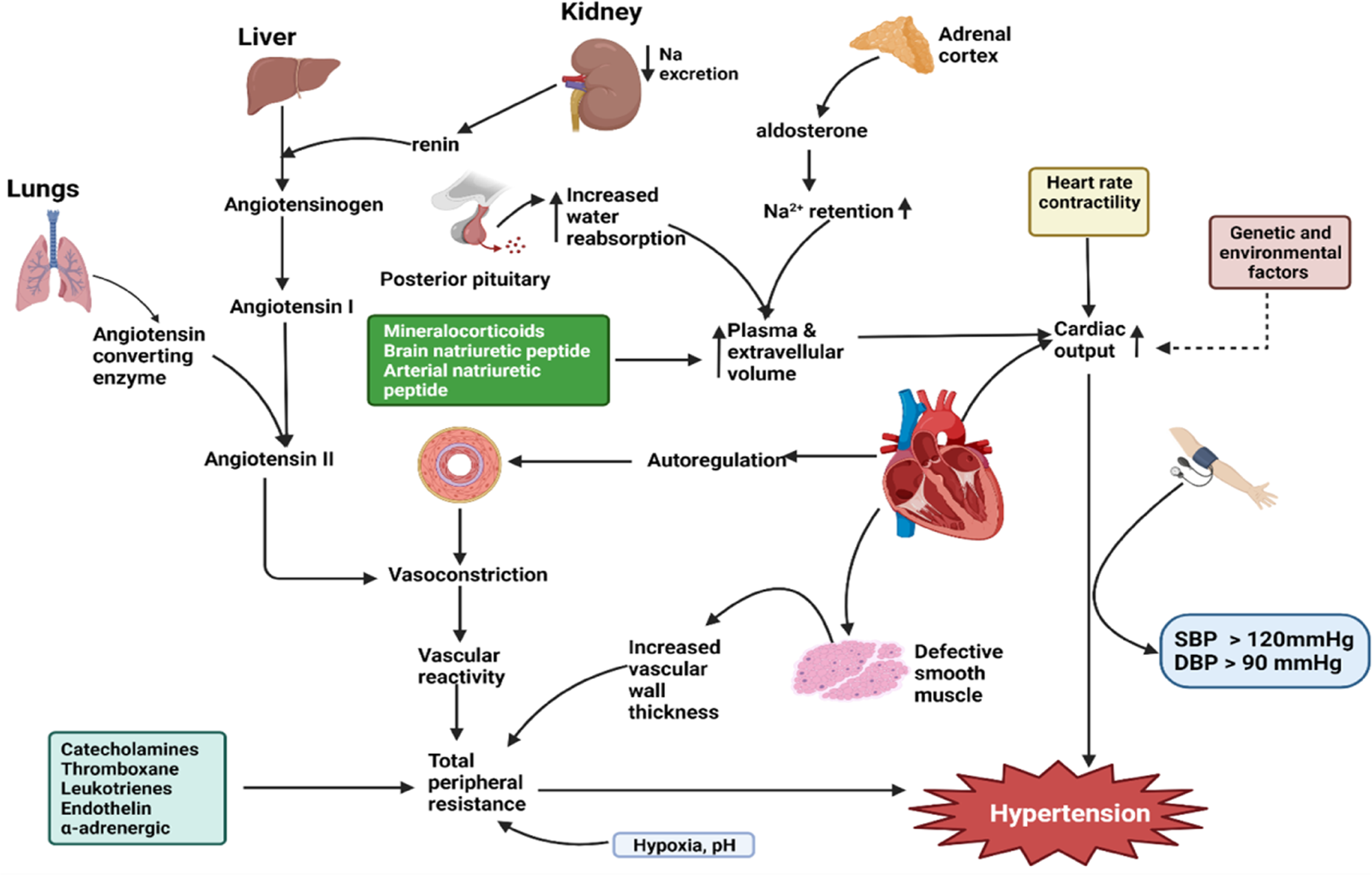 Decoding the mechanism of hypertension through multiomics profiling |  Journal of Human Hypertension
