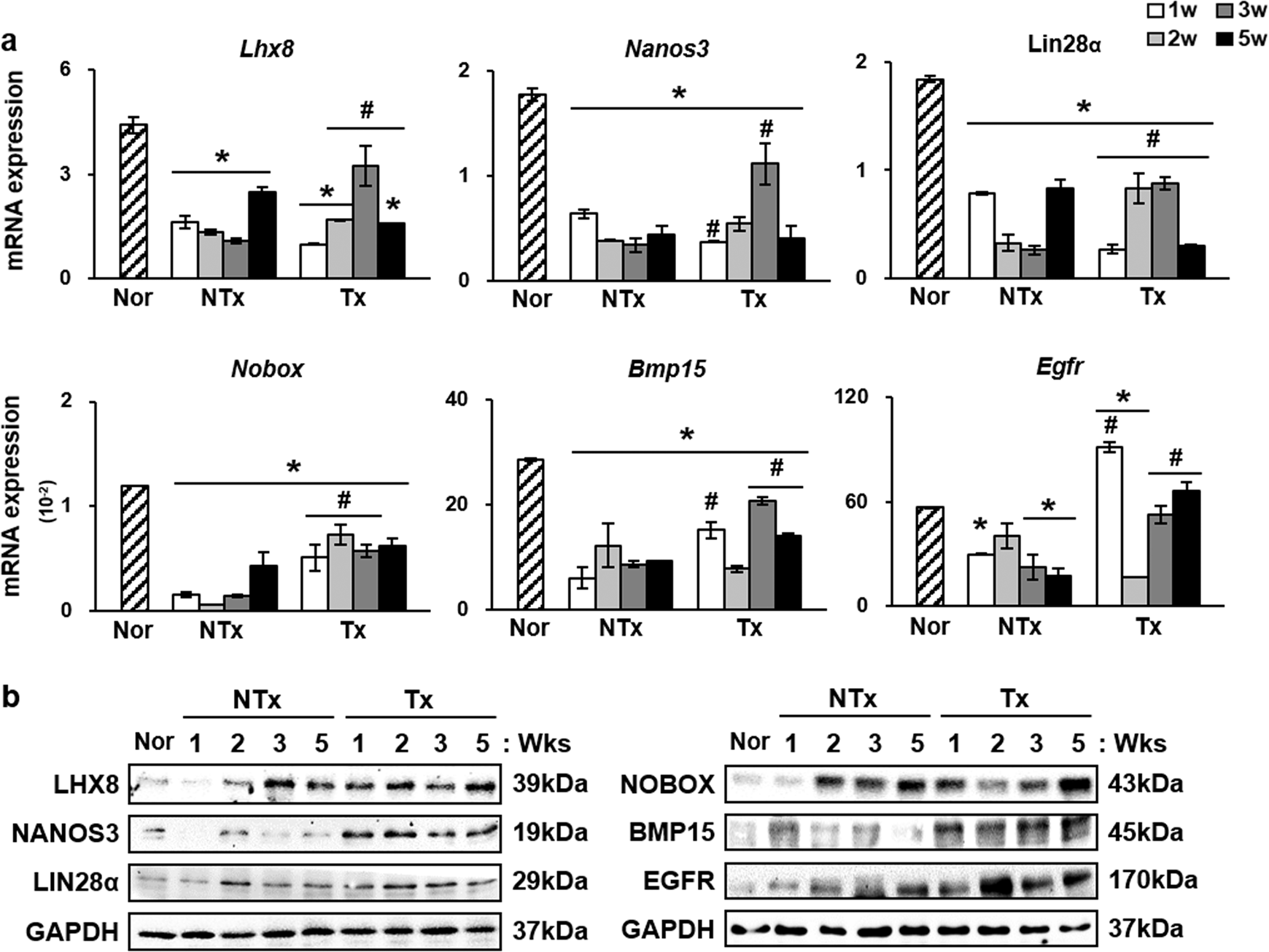 Fig. 2: Upregulation of folliculogenic factors at the mRNA and protein levels after PD-MSC transplantation.