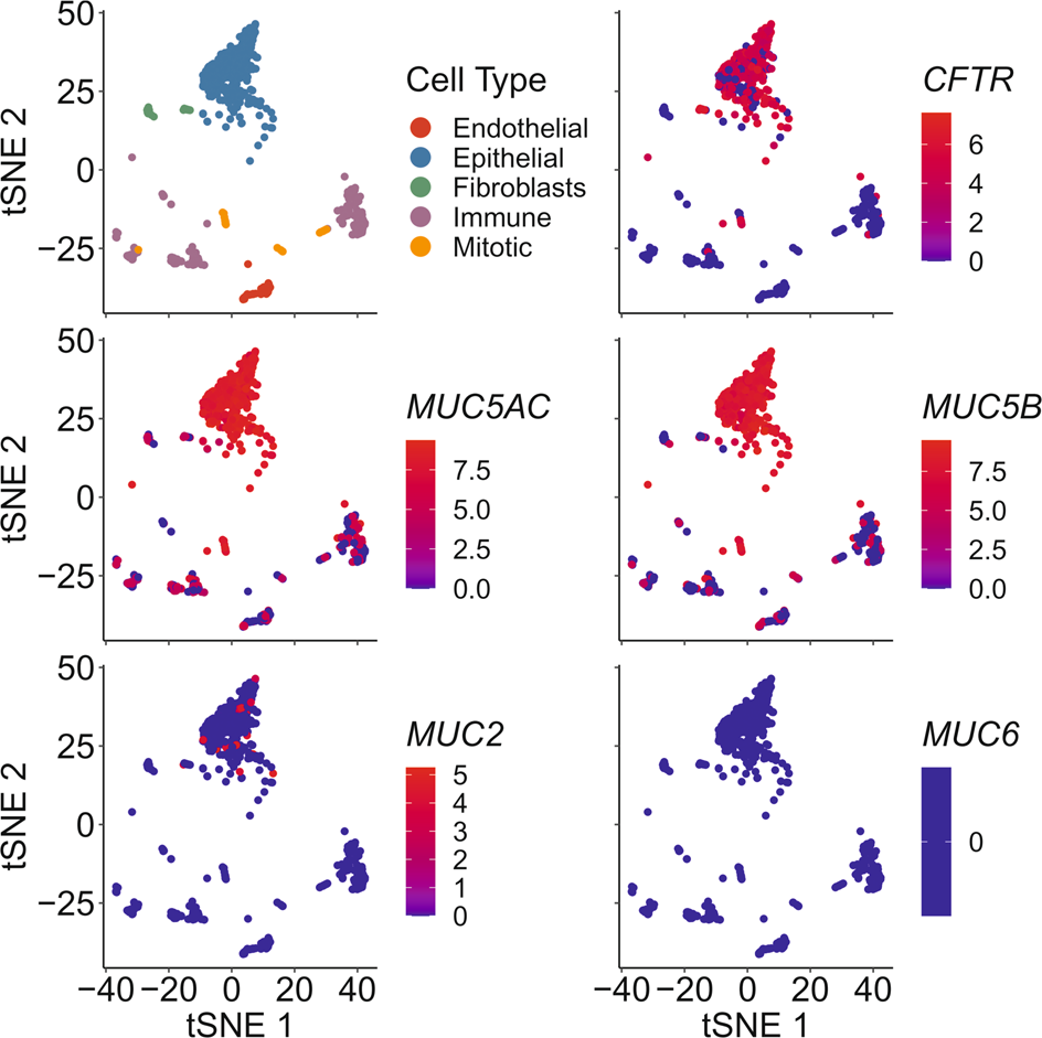 Fig. 4: Single-cell RNA-sequencing demonstrates a single population of gallbladder epithelial cells expressing CFTR.