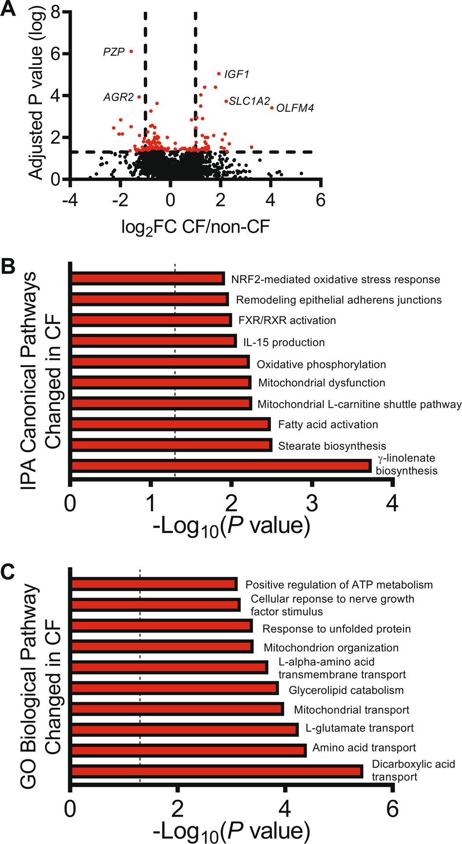 Fig. 5: Newborn CF pig gallbladders demonstrate limited transcriptional changes compared to non-CF.