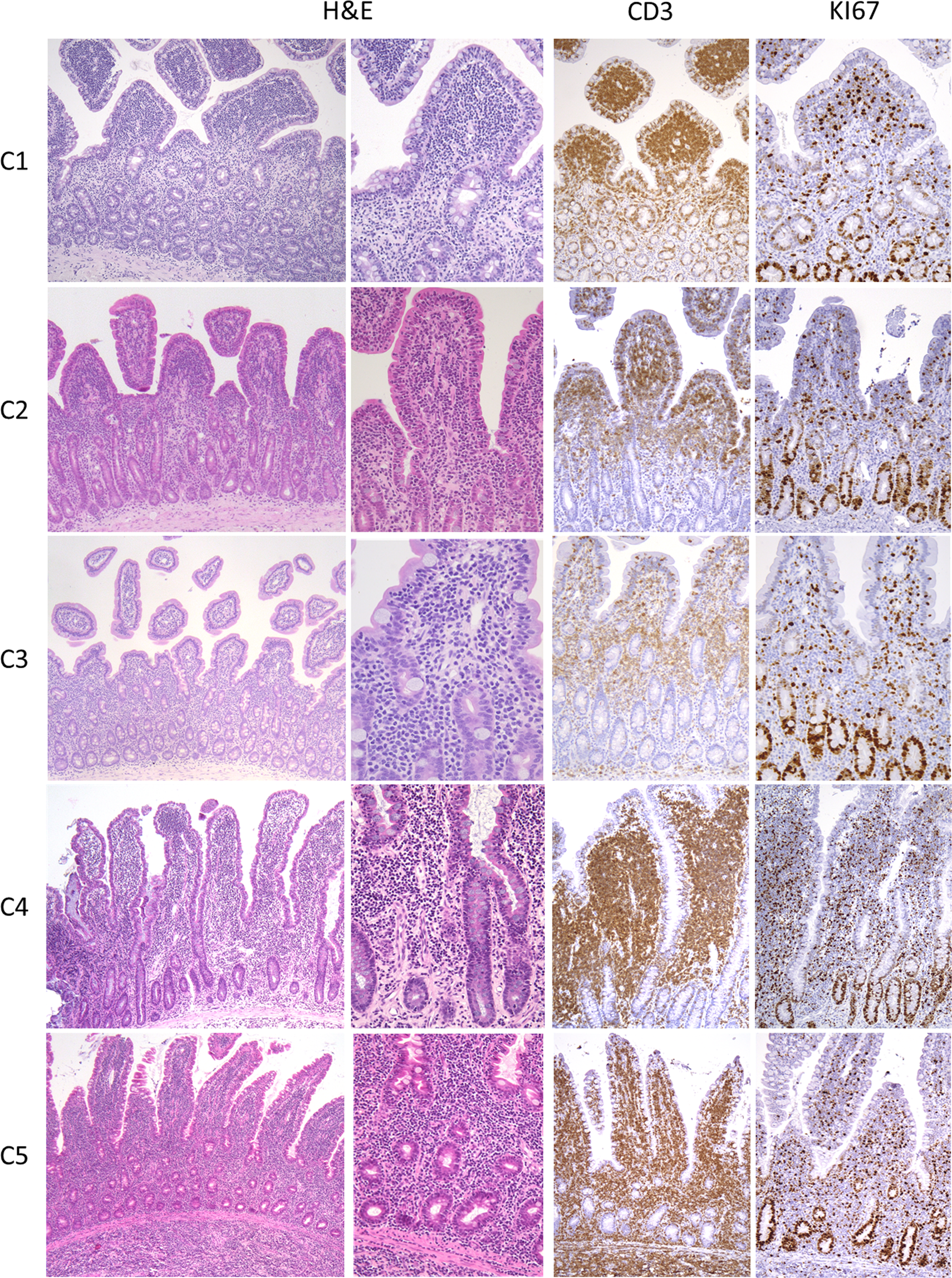 gi lymphoma in cats vin