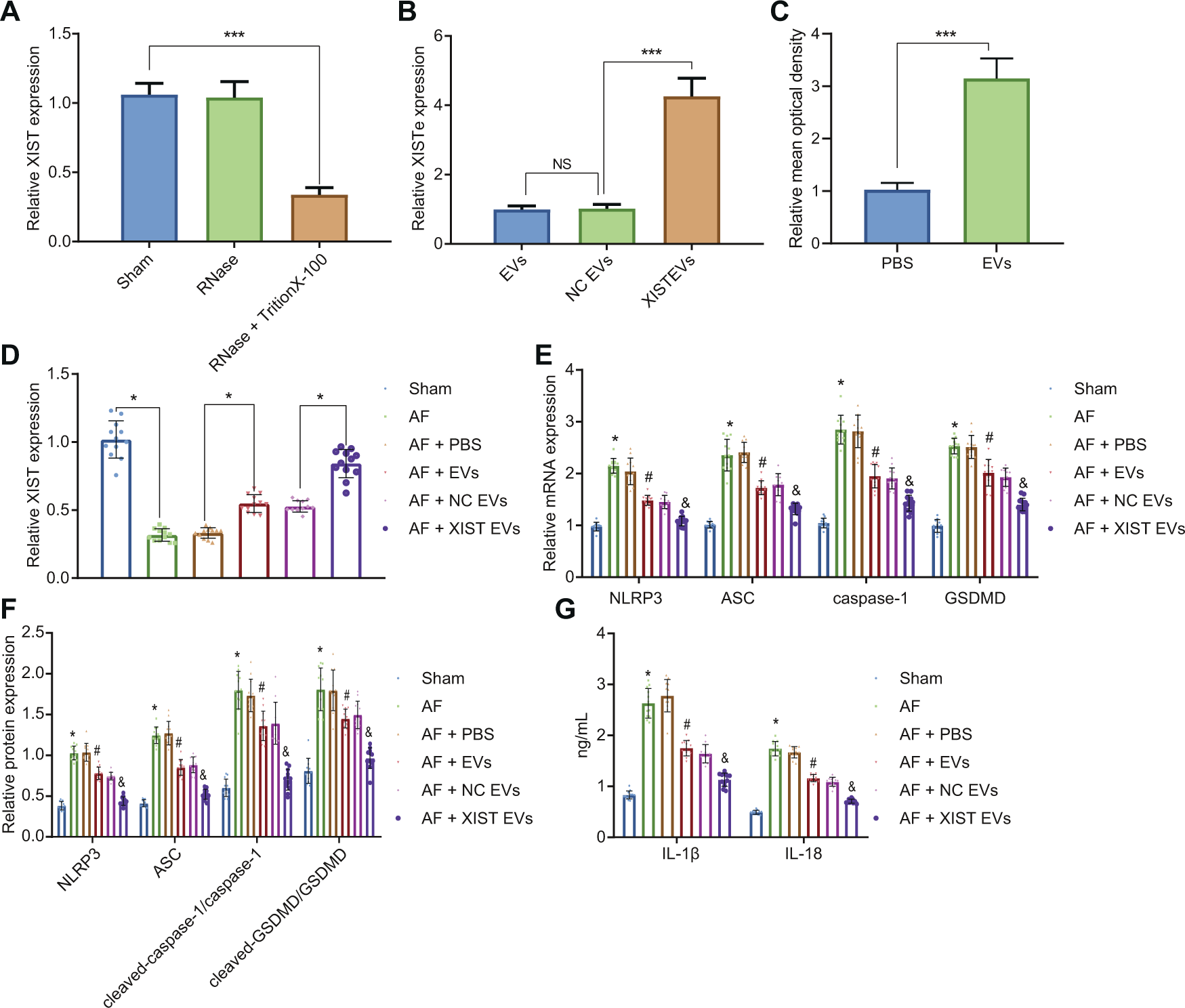 Fig. 2: EV-derived XIST blunted myocardial pyroptosis in AF.