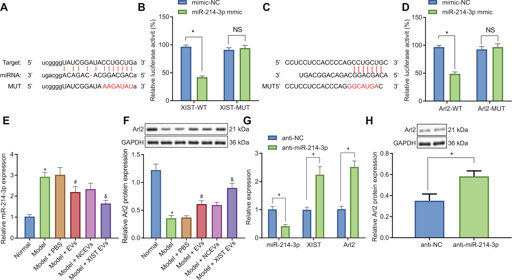 Fig. 4: XIST as a ceRNA of miR-214-3p upregulated Arl2.