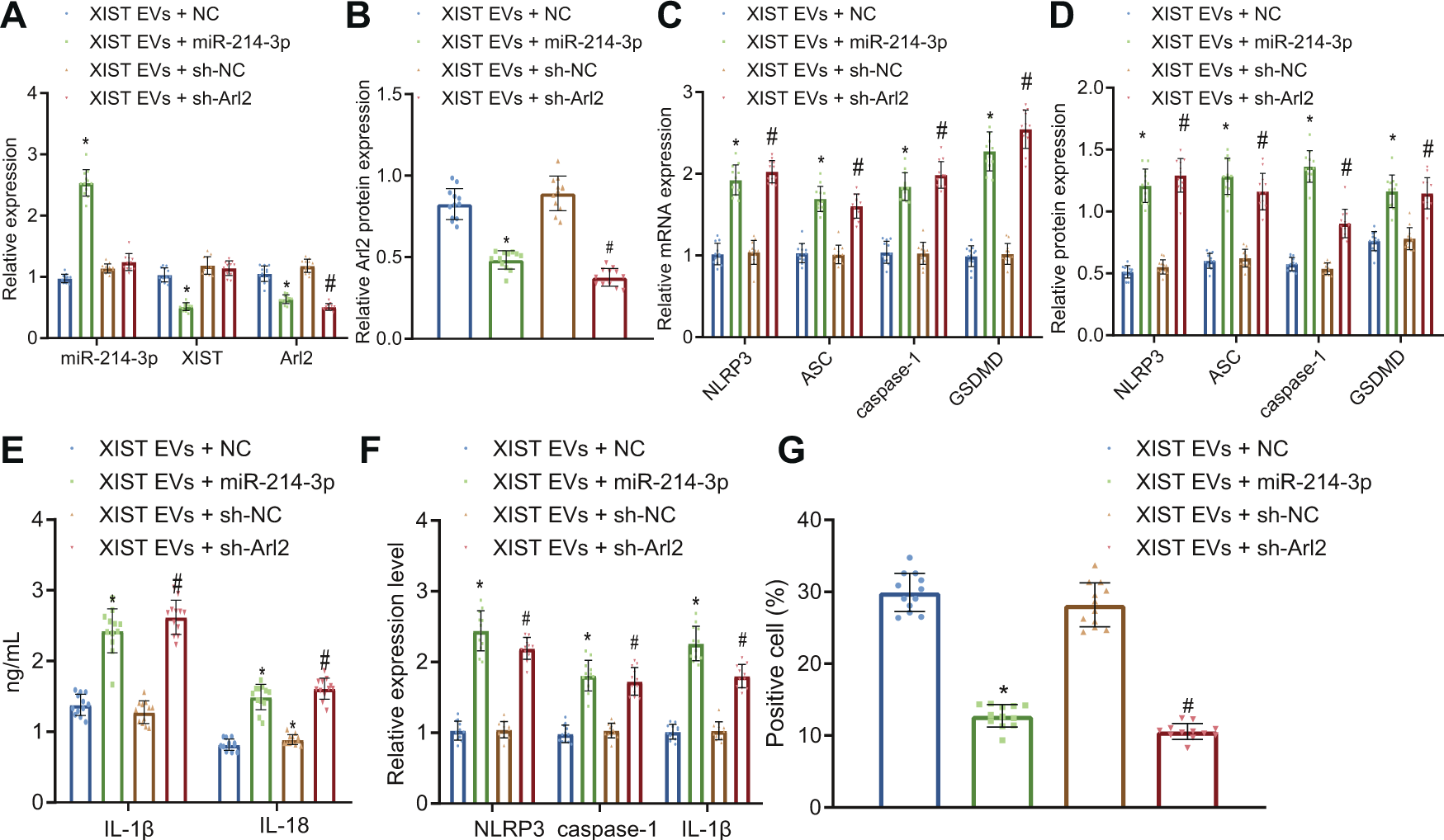 Fig. 7: XIST attenuated myocardial pyroptosis by activating miR-214-3p-mediated Arl2 in AF.
