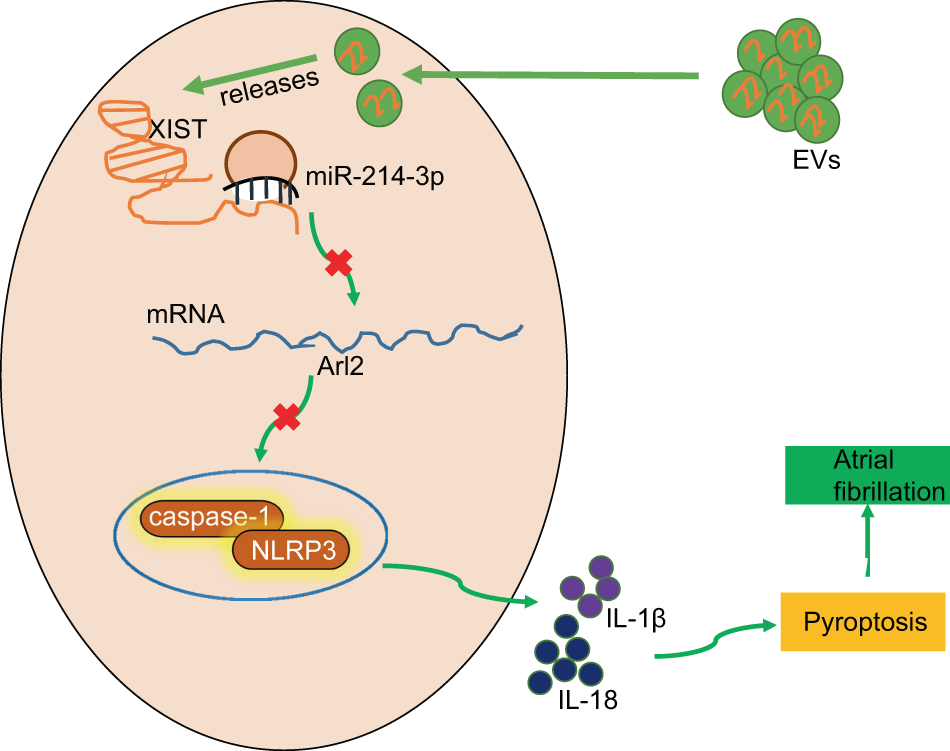 Fig. 8: The mechanism of adipose tissue-derived mesenchymal stem cell-derived extracellular vesicles delivering LncRNA XIST in myocardial pyroptosis in atrial fibrillation.