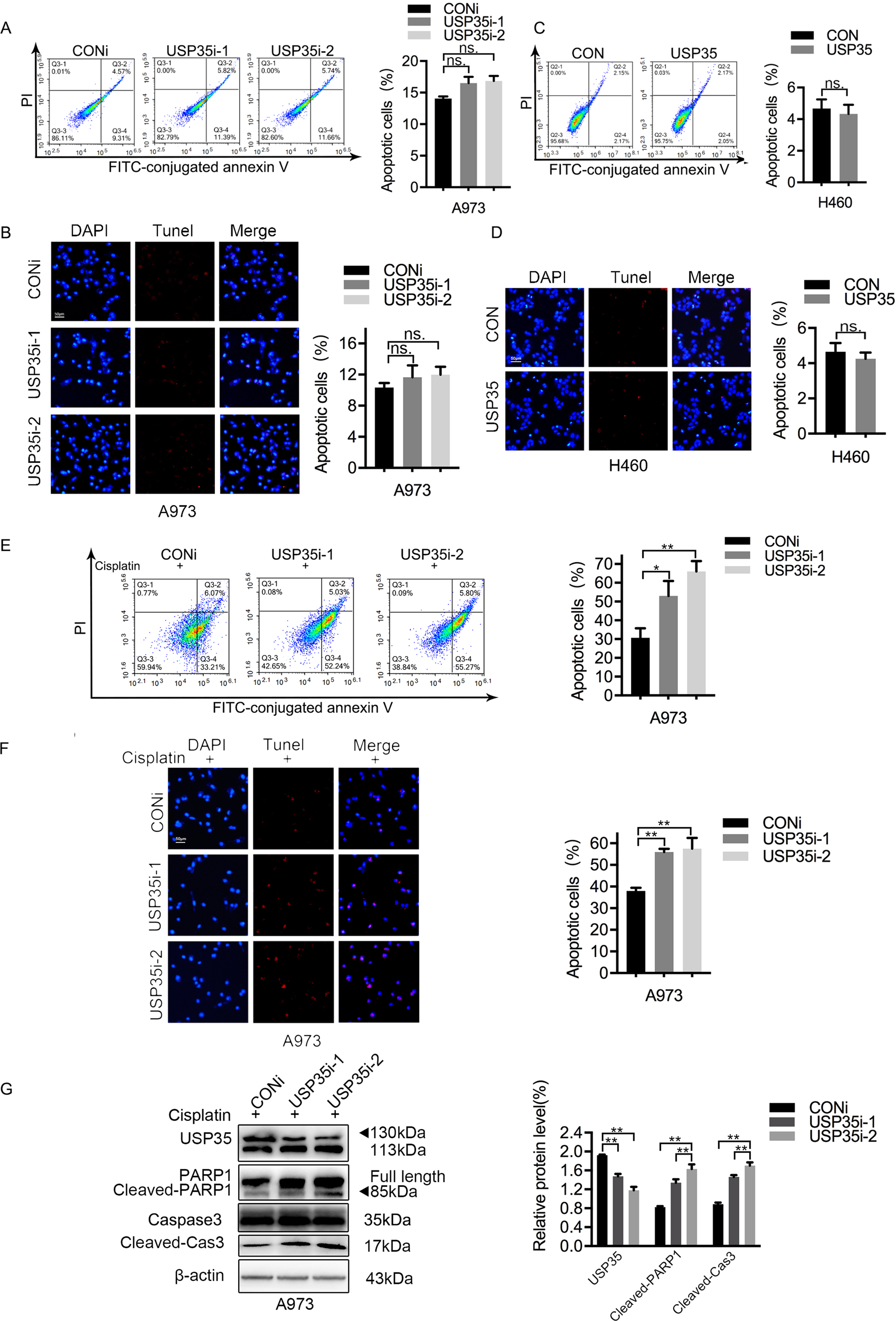Fig. 4: USP35 regulates cisplatin-induced cell apoptosis.