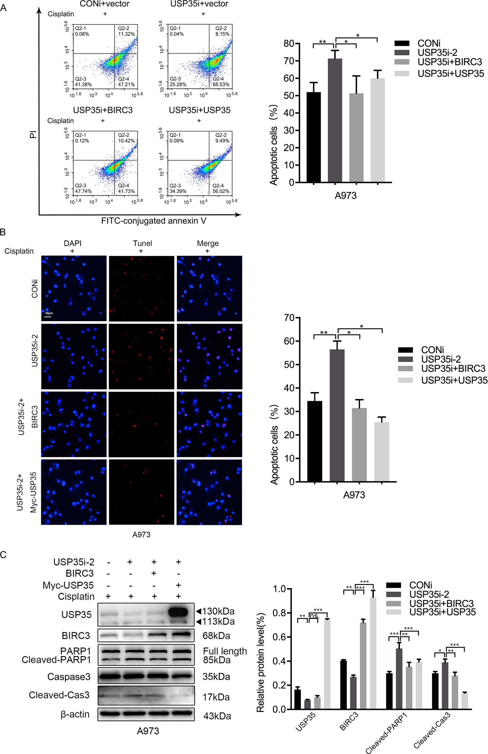 Fig. 5: USP35 affects cisplatin-induced cell apoptosis through BIRC3 regulation.