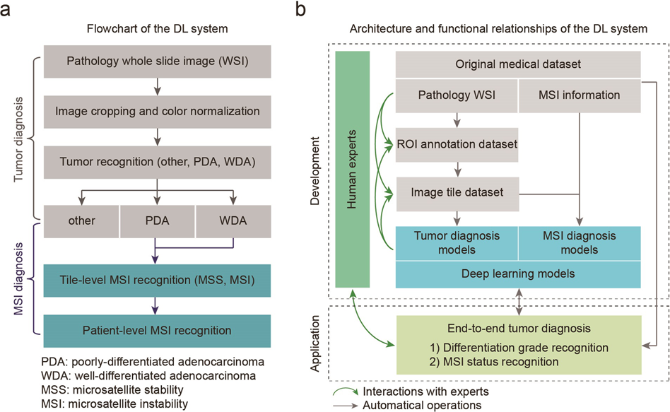 Fig. 1: Construction of the DL system for tumor and MSI diagnosis.