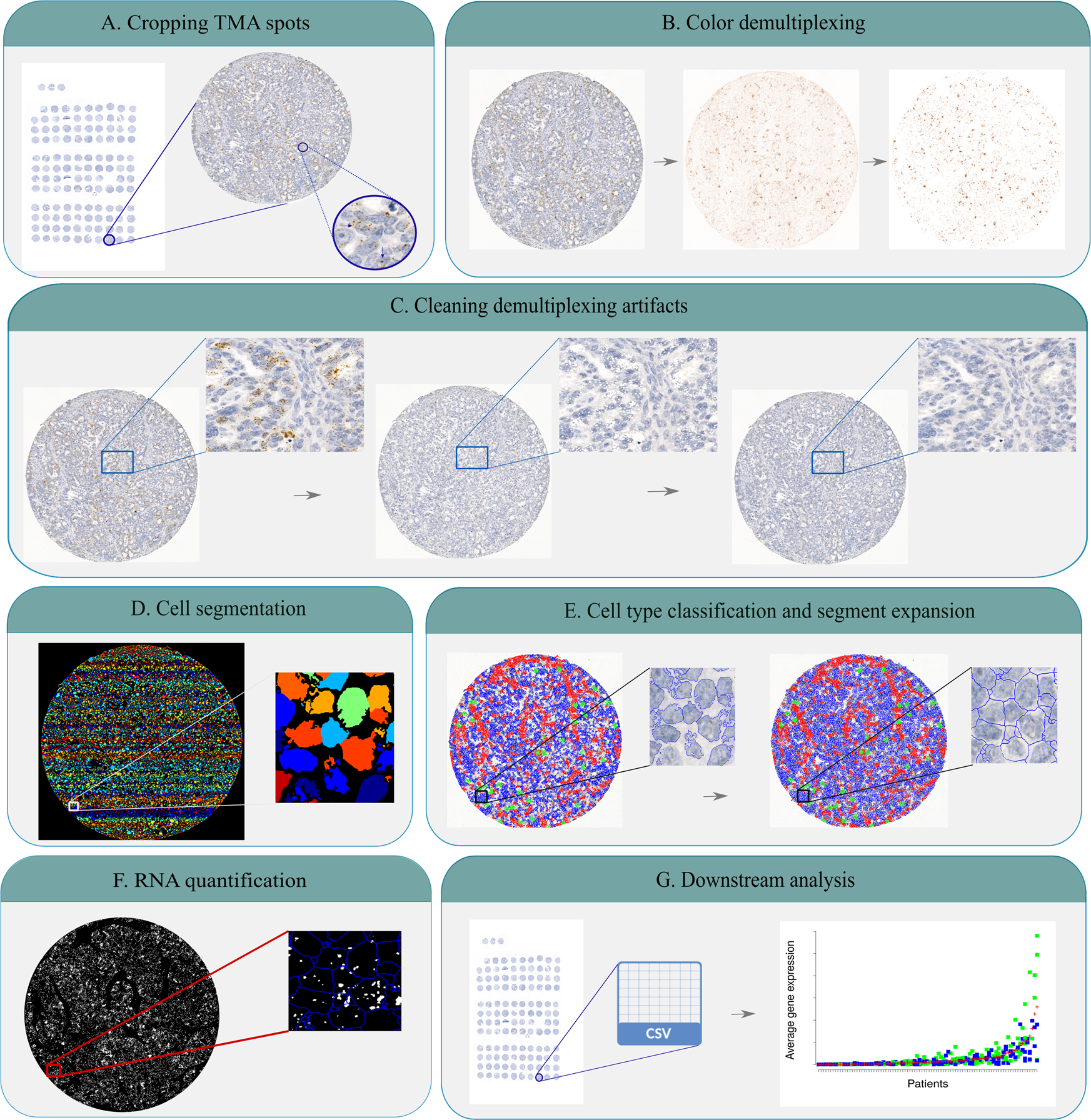 In situ hybridization analysis of mRNAs for Egam1c and the Prl gene