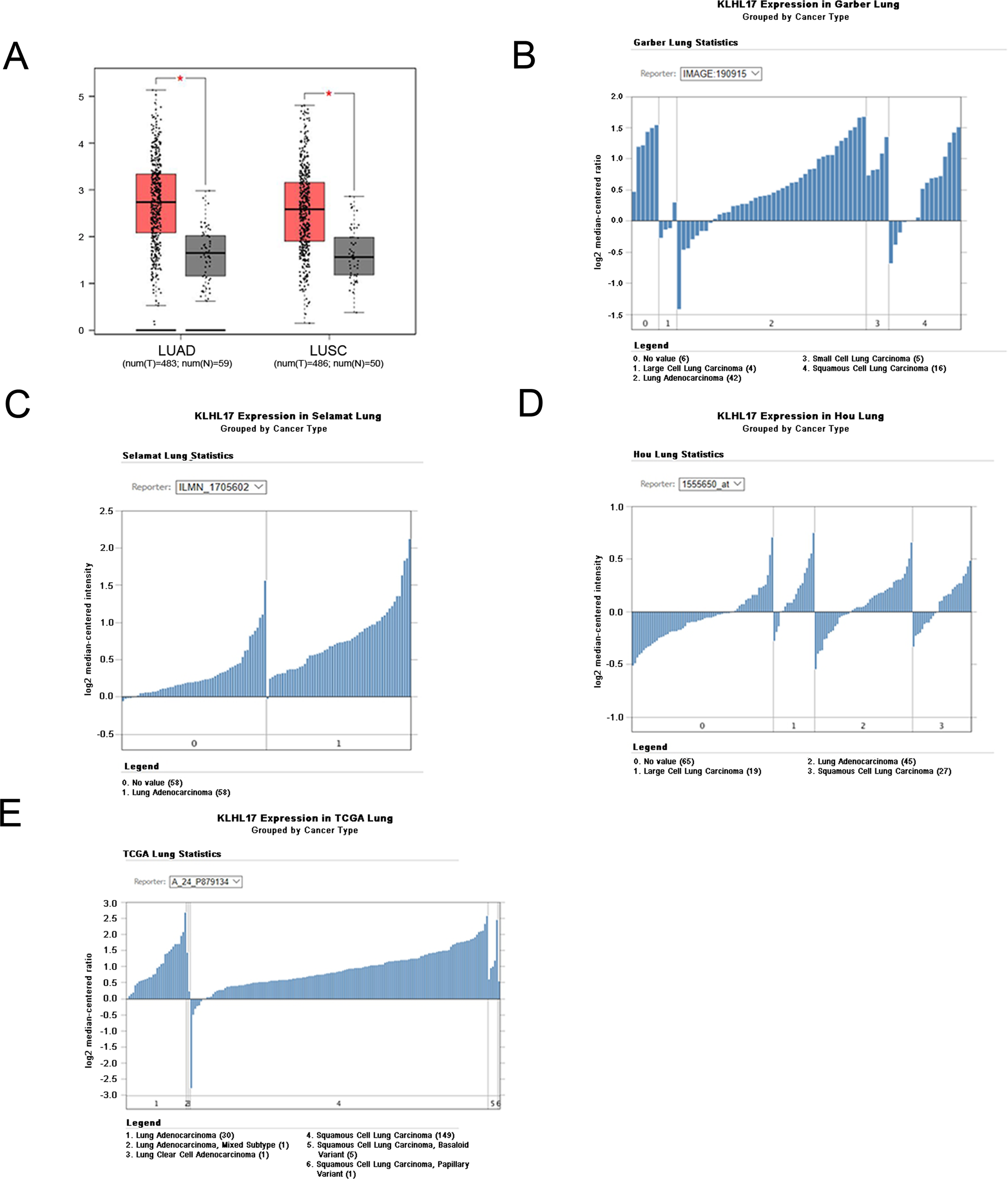 Fig. 1: Database information showing high expression of KLHL17 in non-small cell lung cancer.