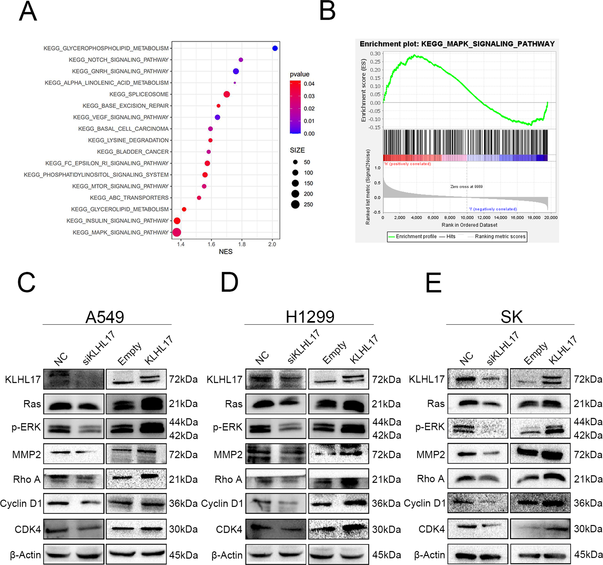 Fig. 6: KLHL17 regulates the Ras/MAPK signaling pathway.
