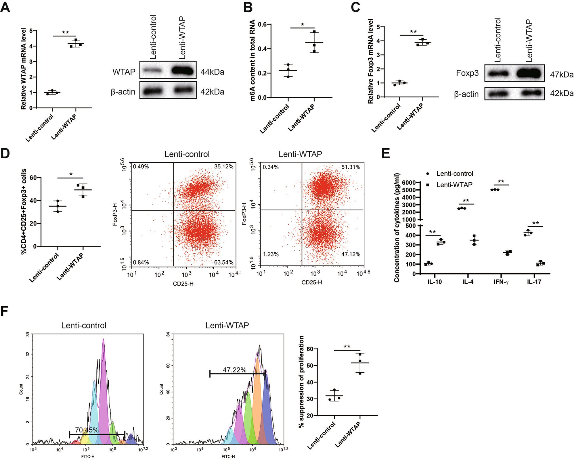 Fig. 2: The effect of WTAP overexpression on Treg cell differentiation and function.