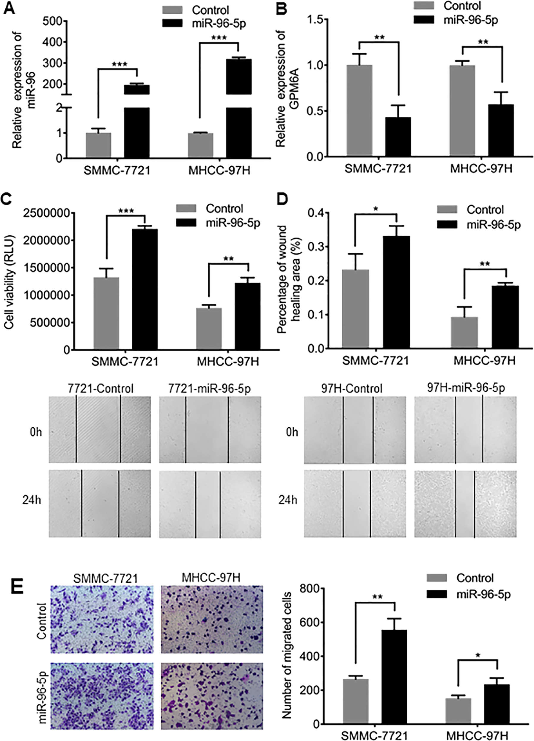 Fig. 5: miR-96 promoted proliferation and migration of hepatoma cells.