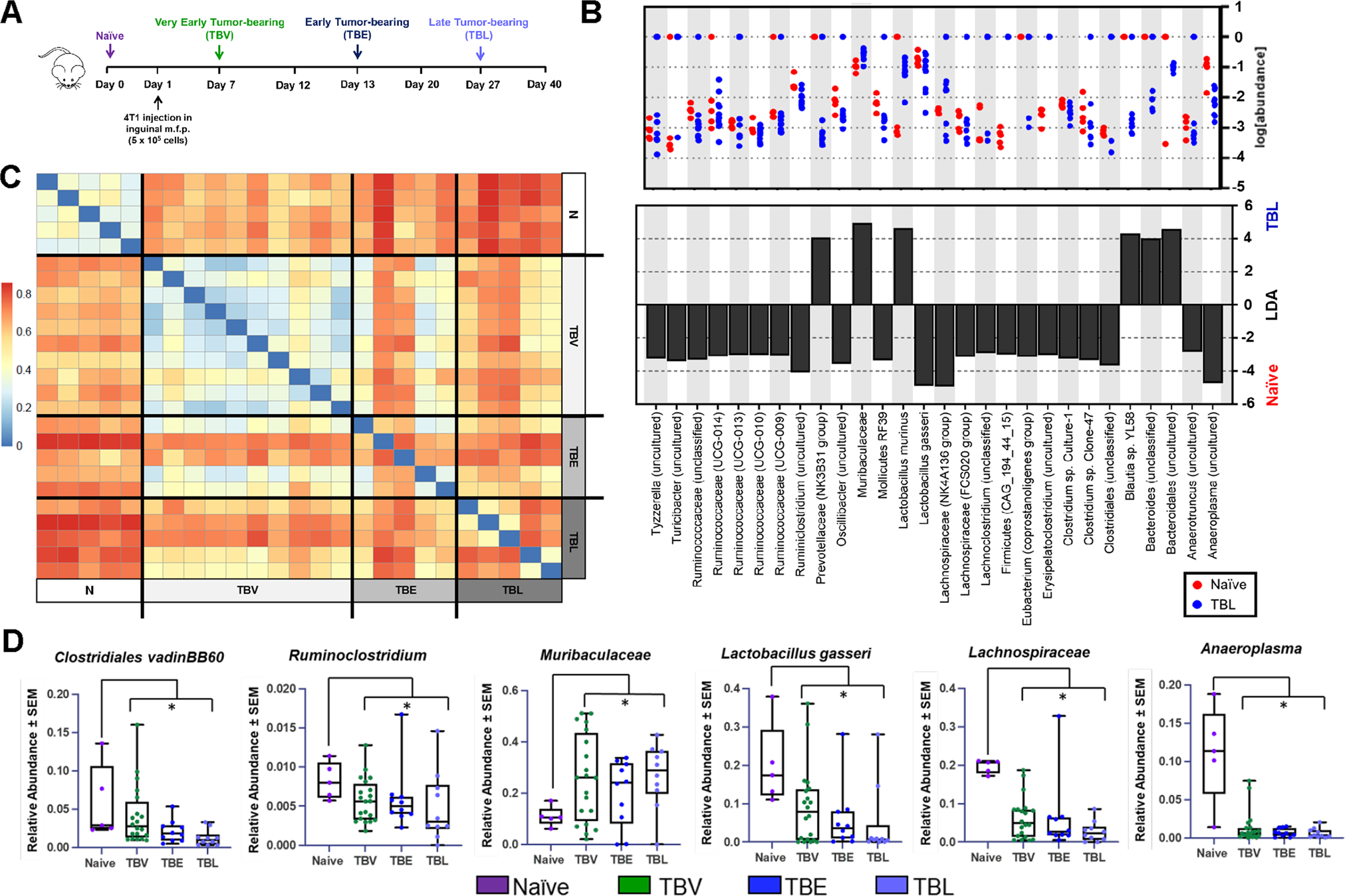 Fig. 1: Progression of 4T1 mammary tumor development and progression induces changes within the fecal microbiome.