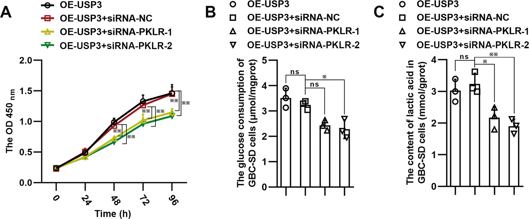 Fig. 6: USP3 affects the malignant phenotypes and glycolysis of GBC cells by the regulation of PKLR.