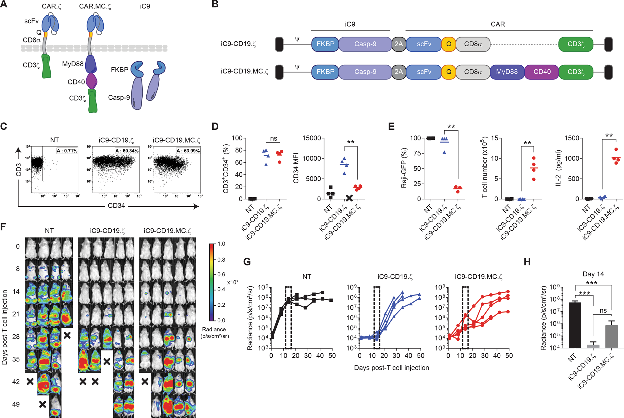Constitutively Active Myd88 Cd40 Costimulation Enhances Expansion