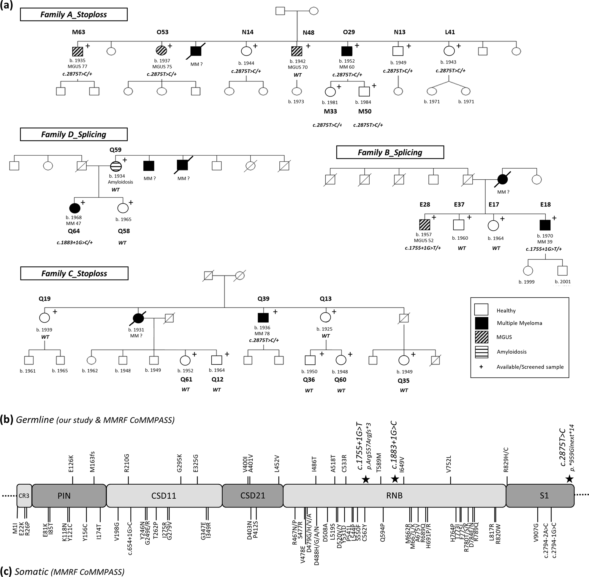 Exome sequencing identifies germline variants in DIS3 in familial multiple  myeloma | Leukemia