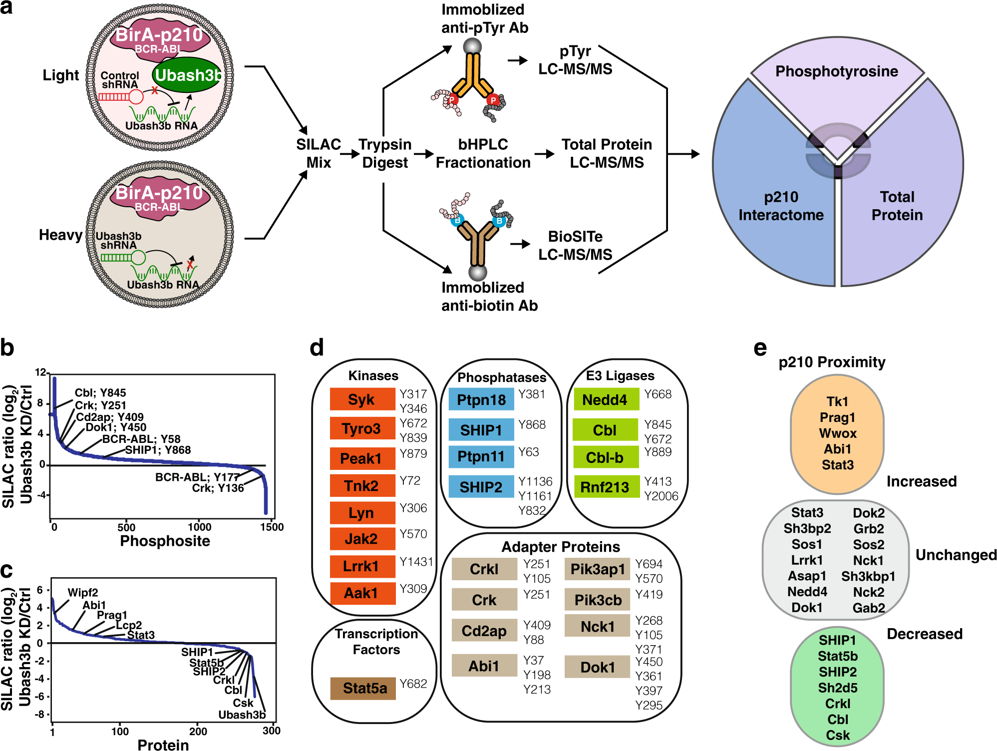 Integrative phosphoproteome and interactome analysis of the role of Ubash3b  in BCR-ABL signaling | Leukemia