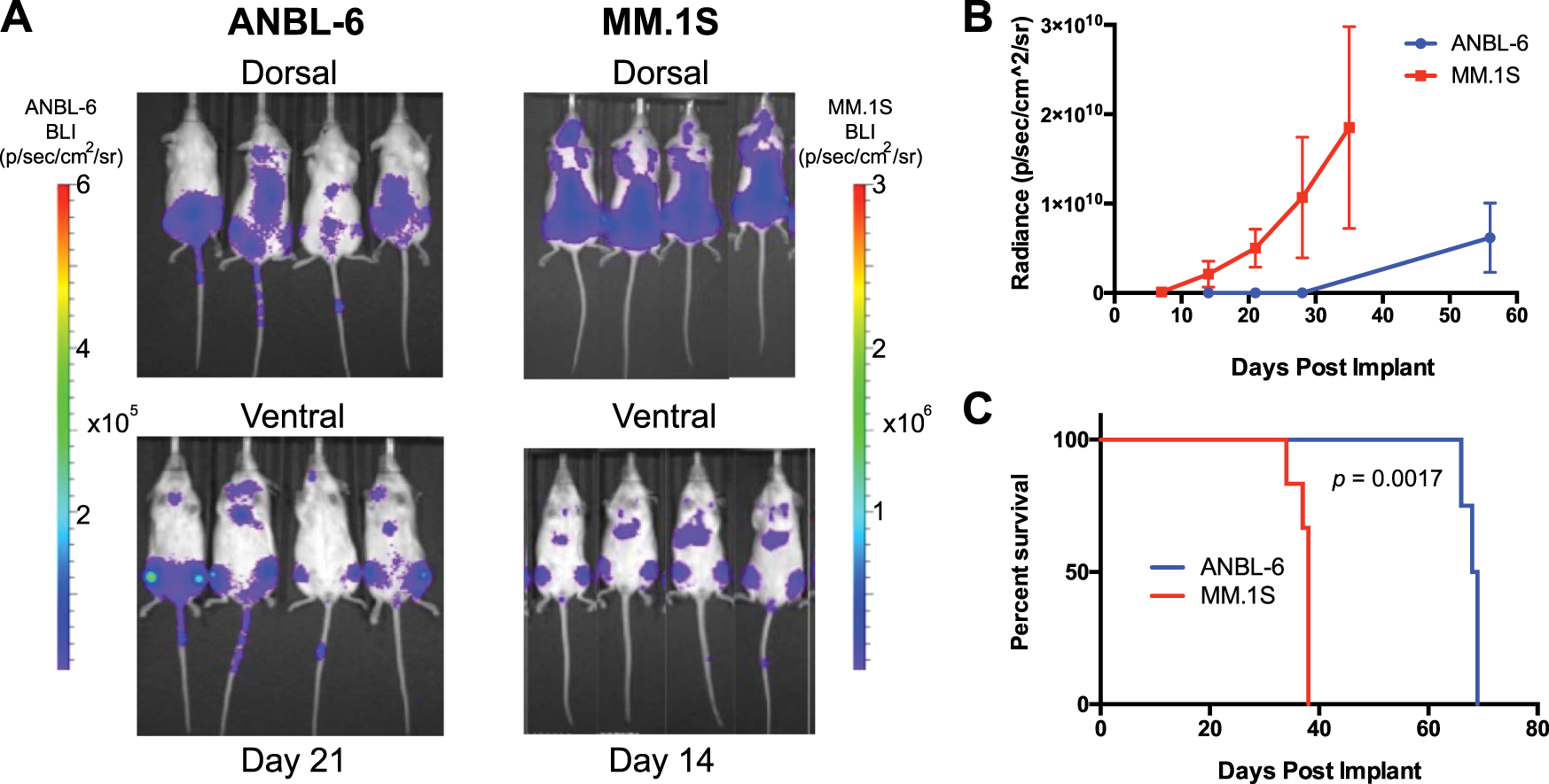 Fig. 7: Investigating the potential of ANBL-6 for preclinical in vivo modeling in myeloma.