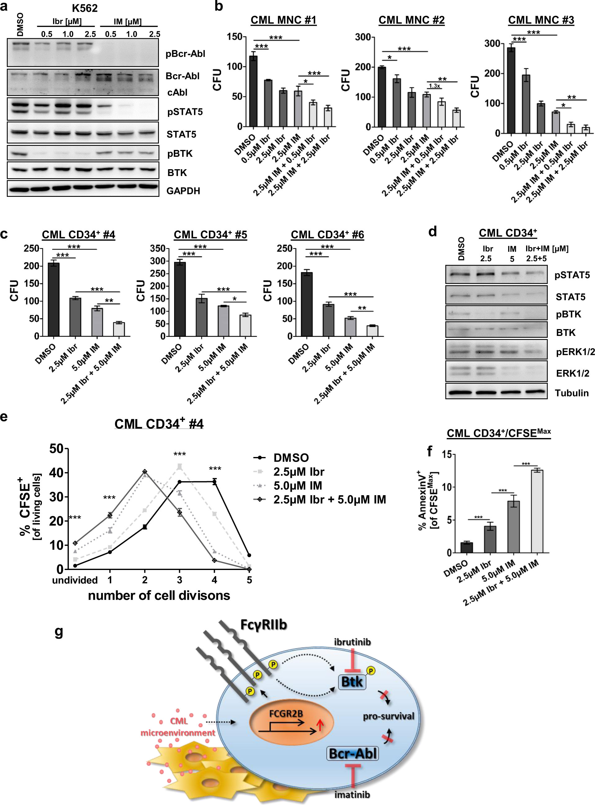 Fig. 5: Combined inhibition of Bcr-Abl and BTK impairs clonogenic potential, reduces proliferation, and enhances apoptosis in nondividing LSCs.