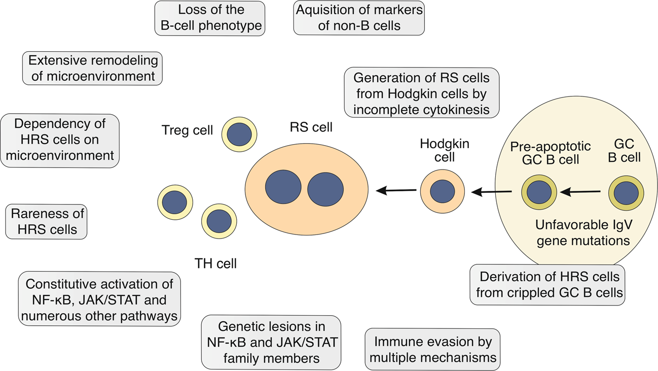 wijsvinger schaal punch Molecular biology of Hodgkin lymphoma | Leukemia